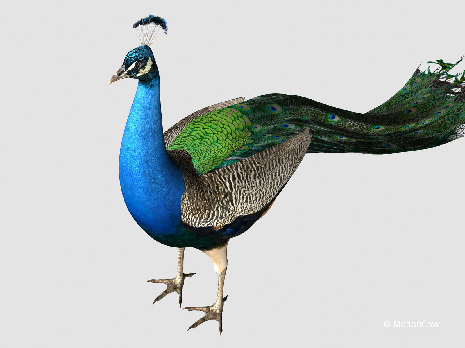 Peacock 3D model_8