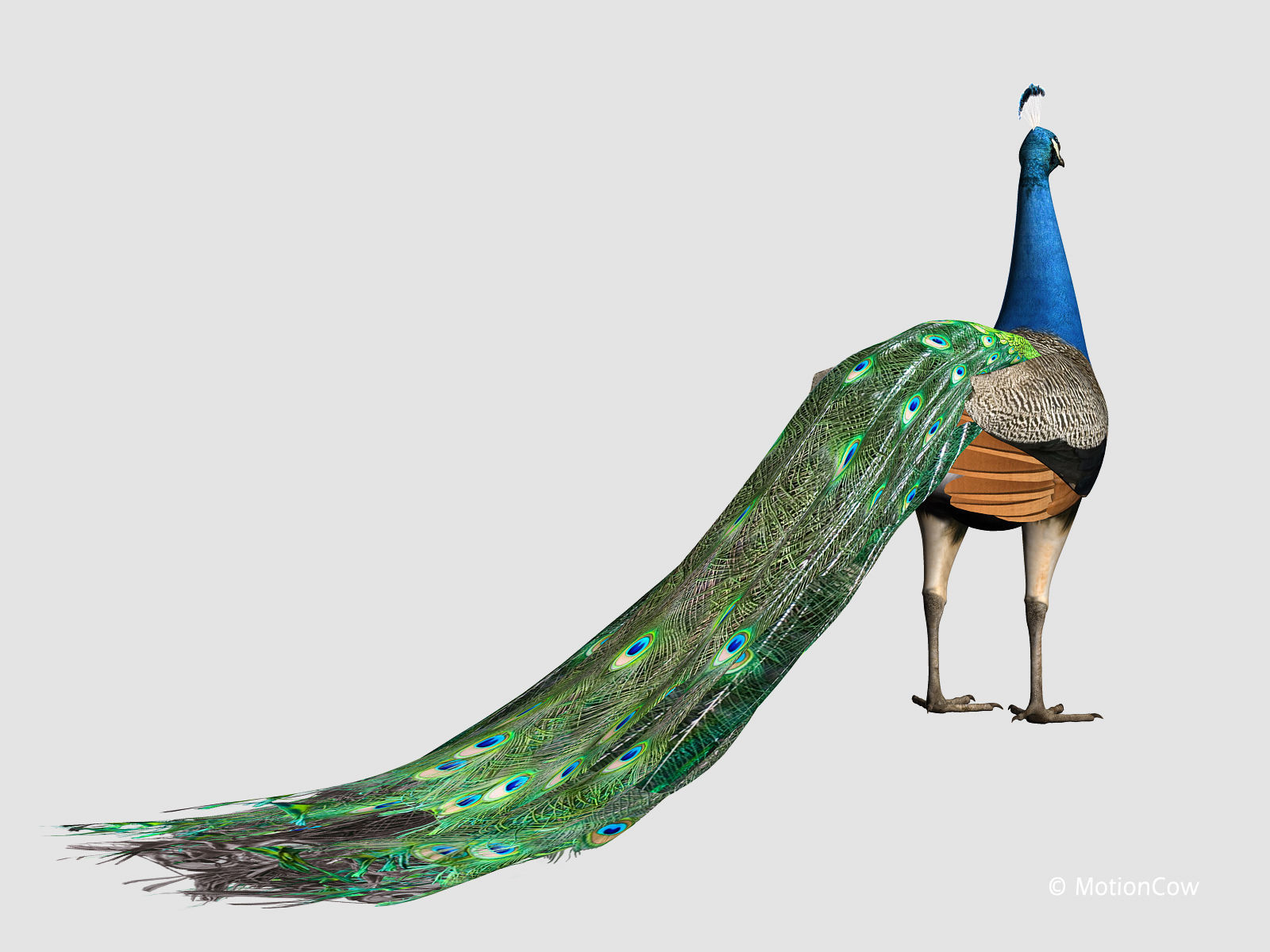 Peacock 3D model_10
