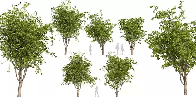 Collection plant vol 566 - tree - mulberry - Blender