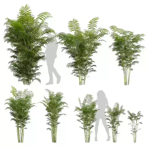 Collection plant vol 567 - Chamaedorea - Seifrizii - bamboo