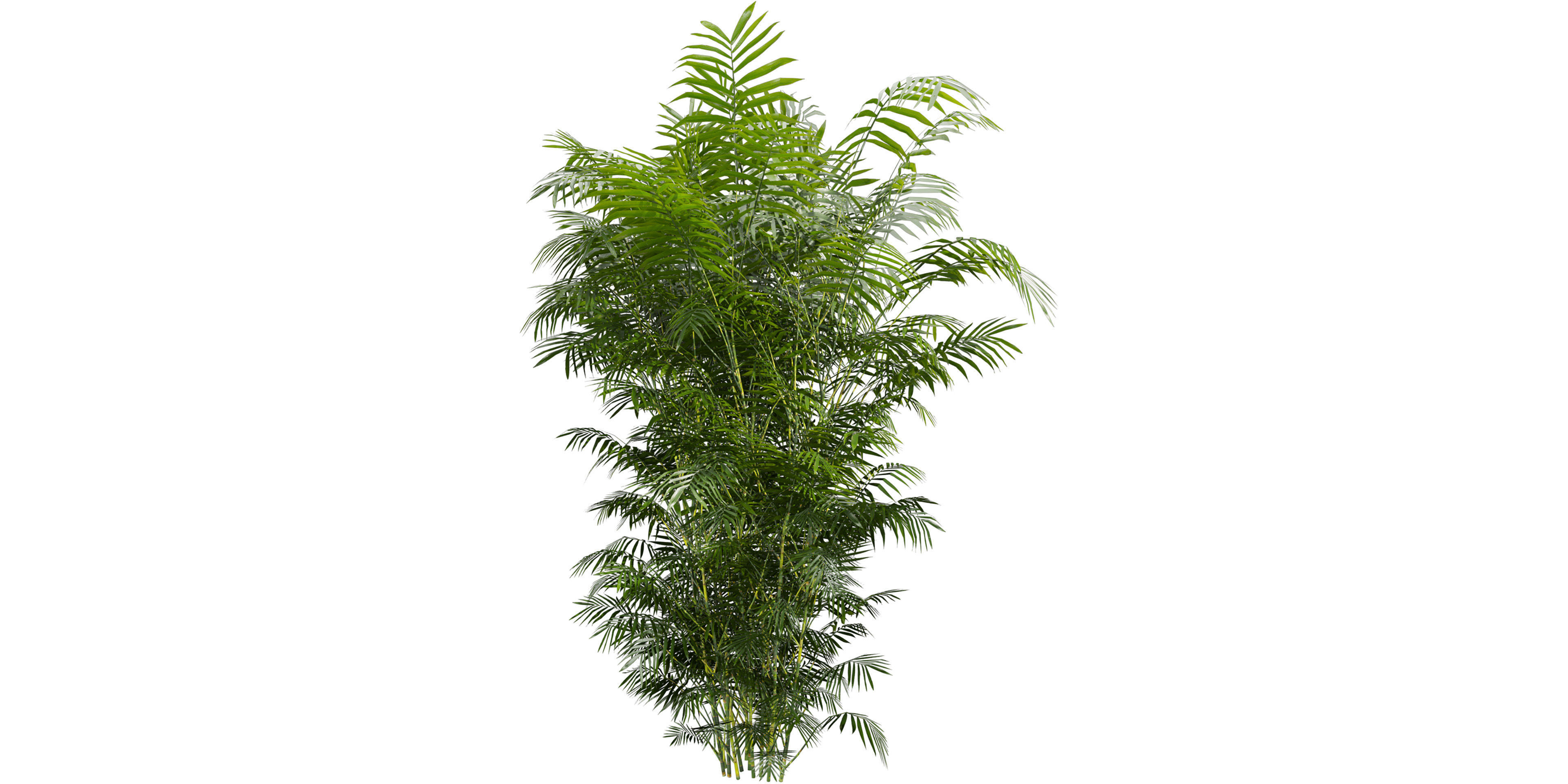 Collection plant vol 567 - Chamaedorea - Seifrizii - bamboo 3D model_1