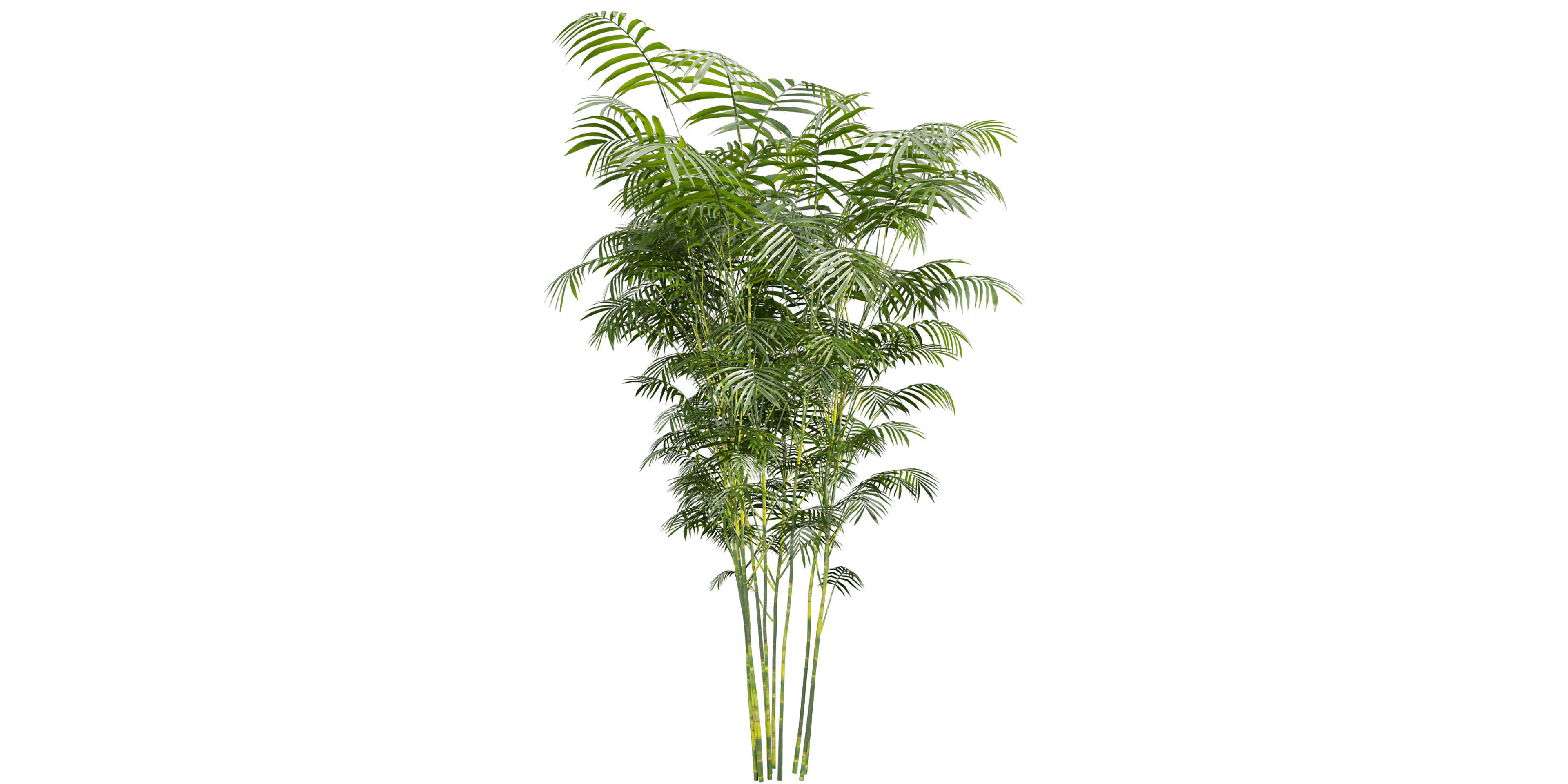 Collection plant vol 567 - Chamaedorea - Seifrizii - bamboo 3D model_3