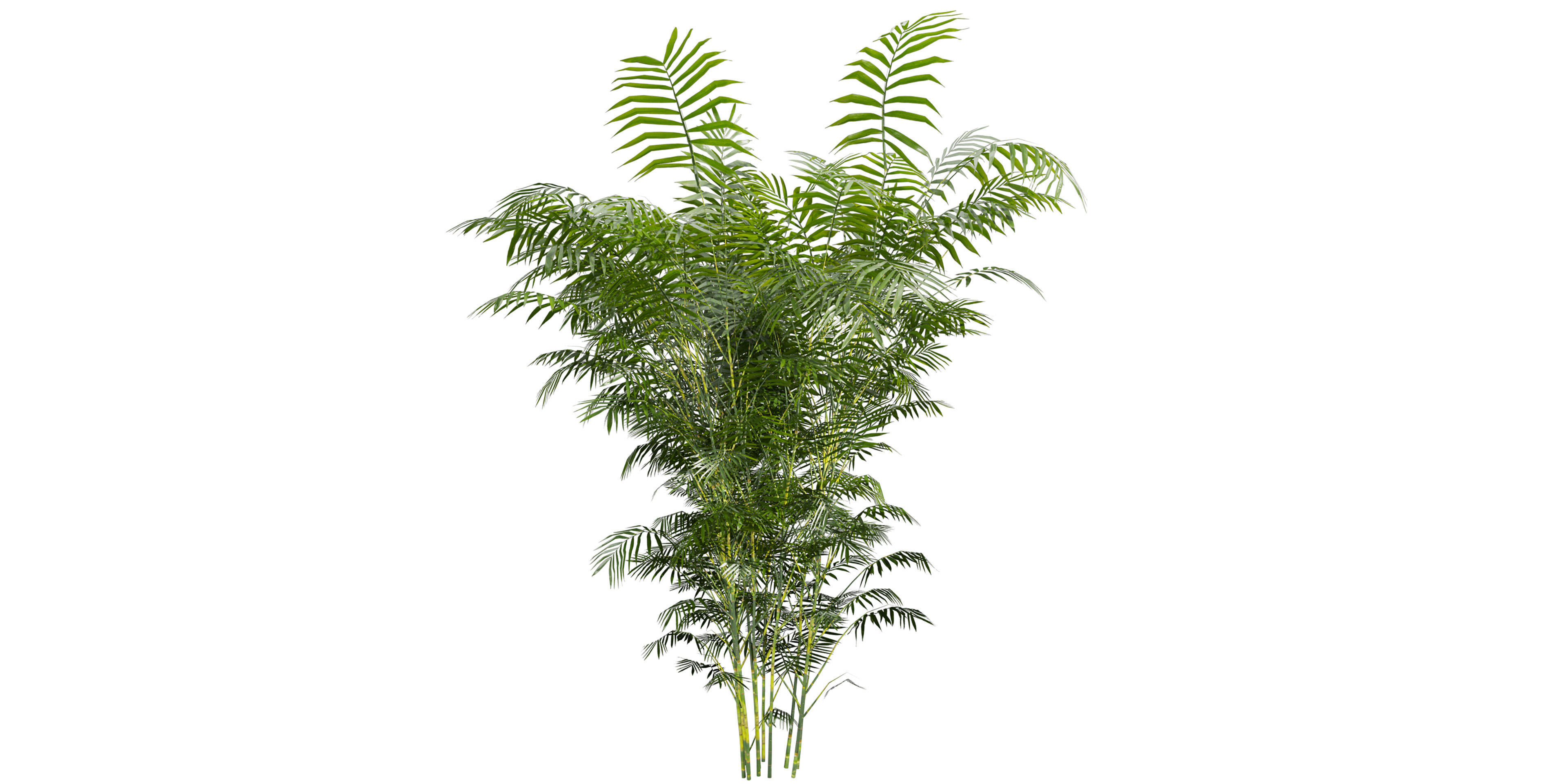Collection plant vol 567 - Chamaedorea - Seifrizii - bamboo 3D model_2