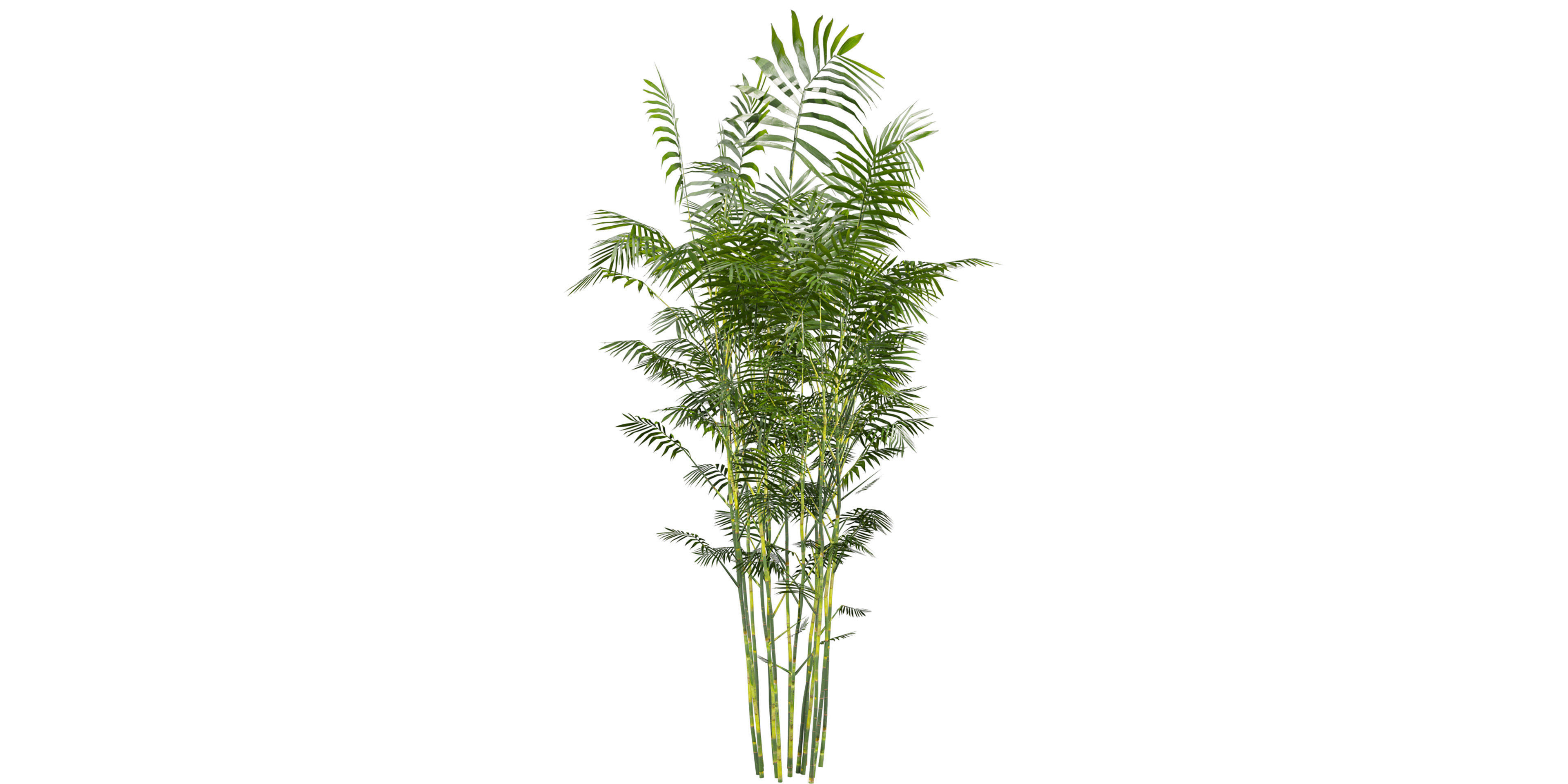 Collection plant vol 567 - Chamaedorea - Seifrizii - bamboo 3D model_6