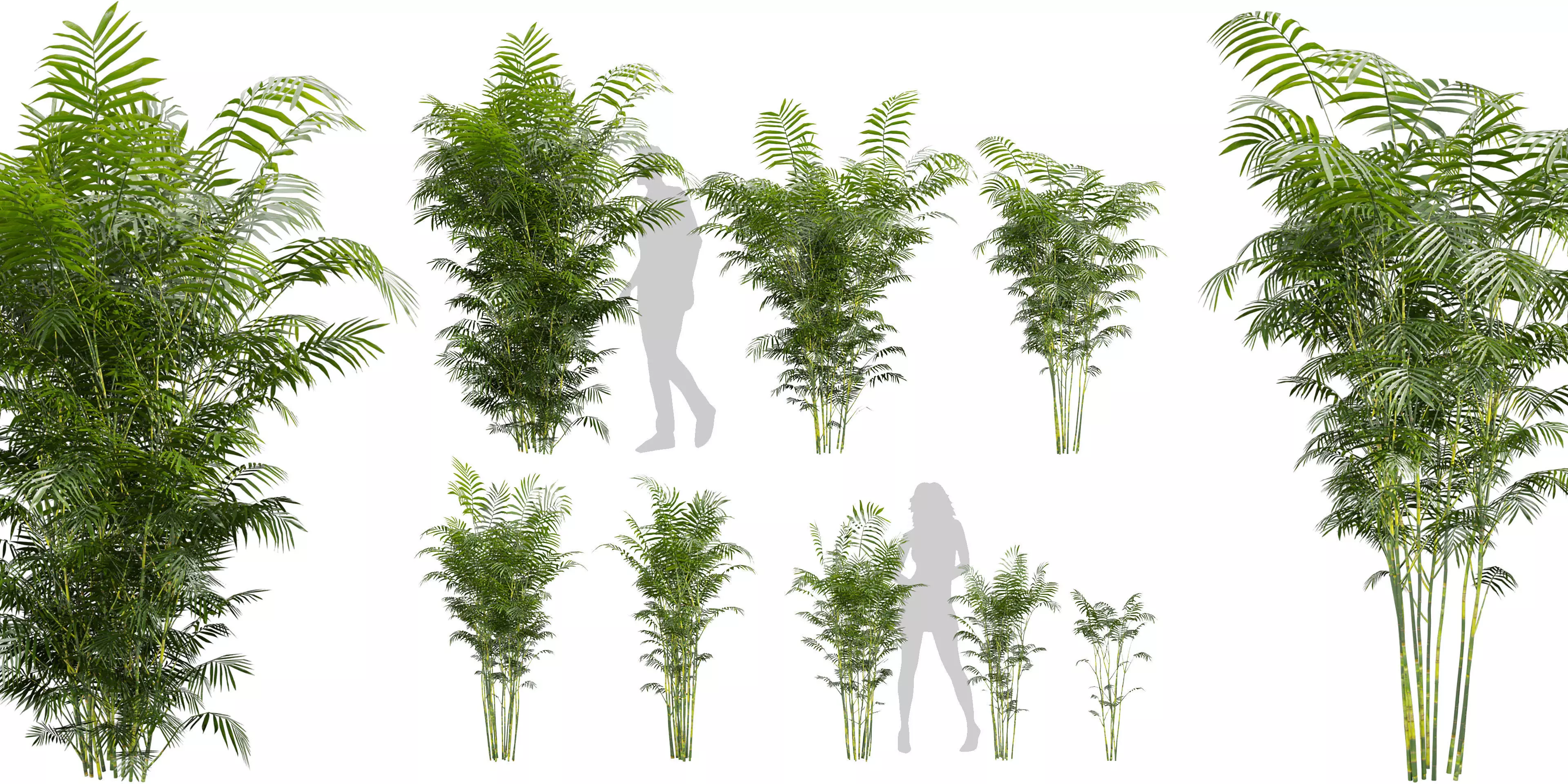 Collection plant vol 567 - Chamaedorea - Seifrizii - bamboo 3D model_0
