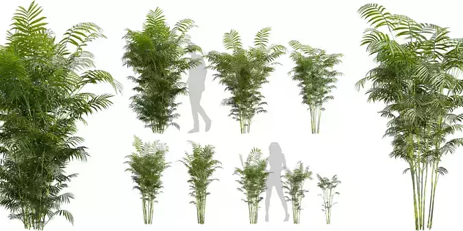 Collection plant vol 567 - Chamaedorea - Seifrizii - bamboo