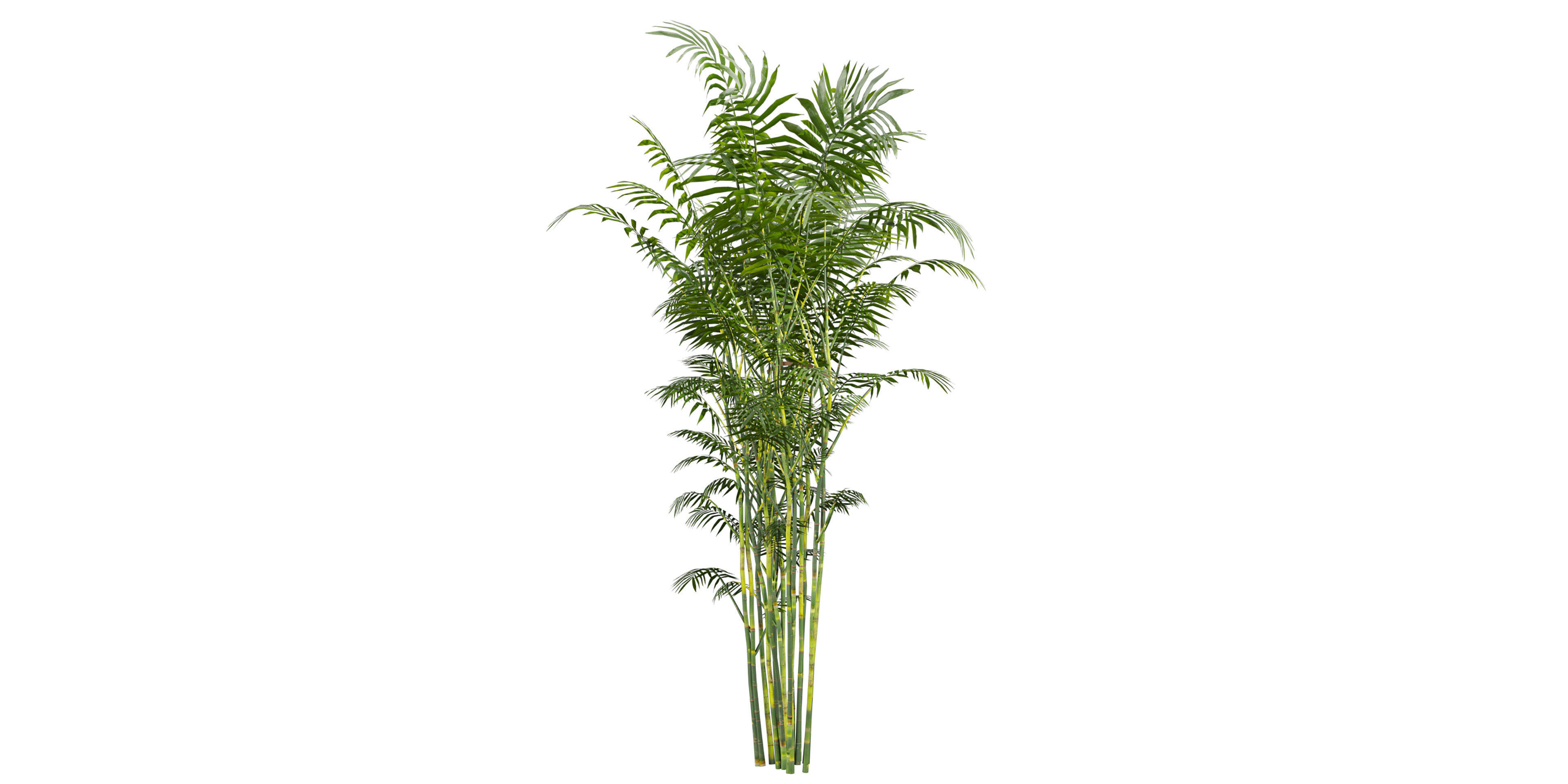 Collection plant vol 567 - Chamaedorea - Seifrizii - bamboo 3D model_5