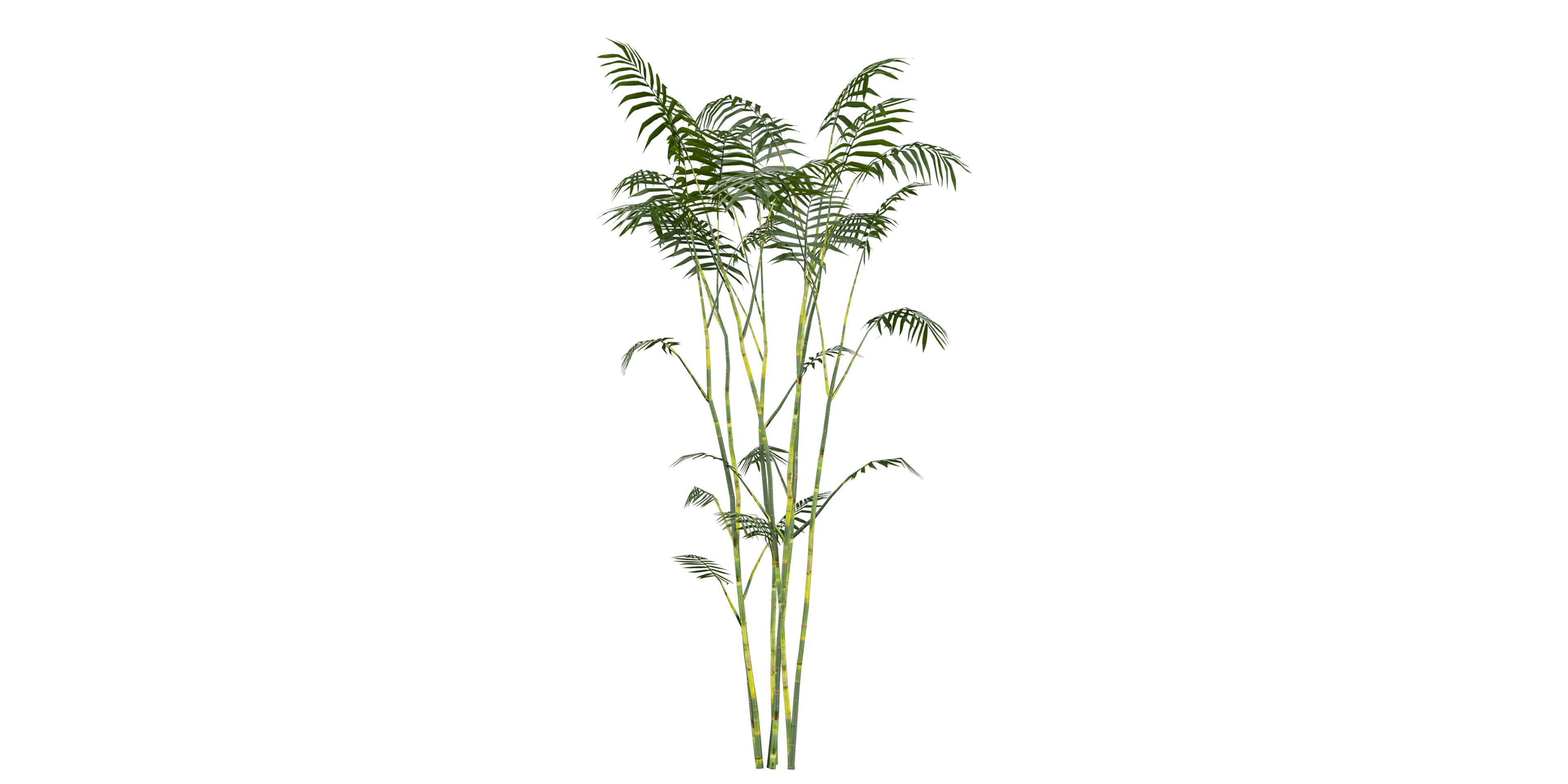 Collection plant vol 567 - Chamaedorea - Seifrizii - bamboo 3D model_8