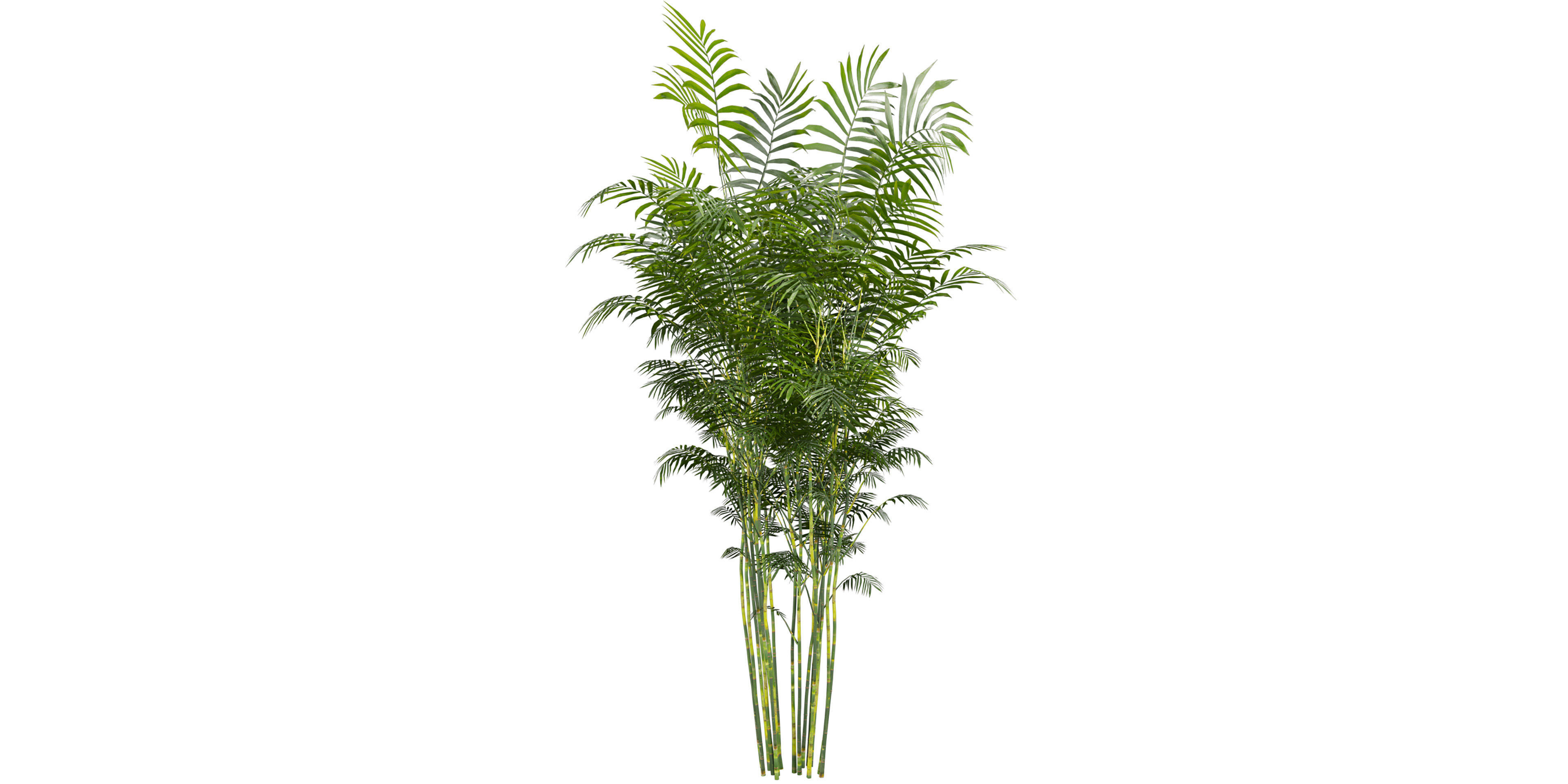 Collection plant vol 567 - Chamaedorea - Seifrizii - bamboo 3D model_4