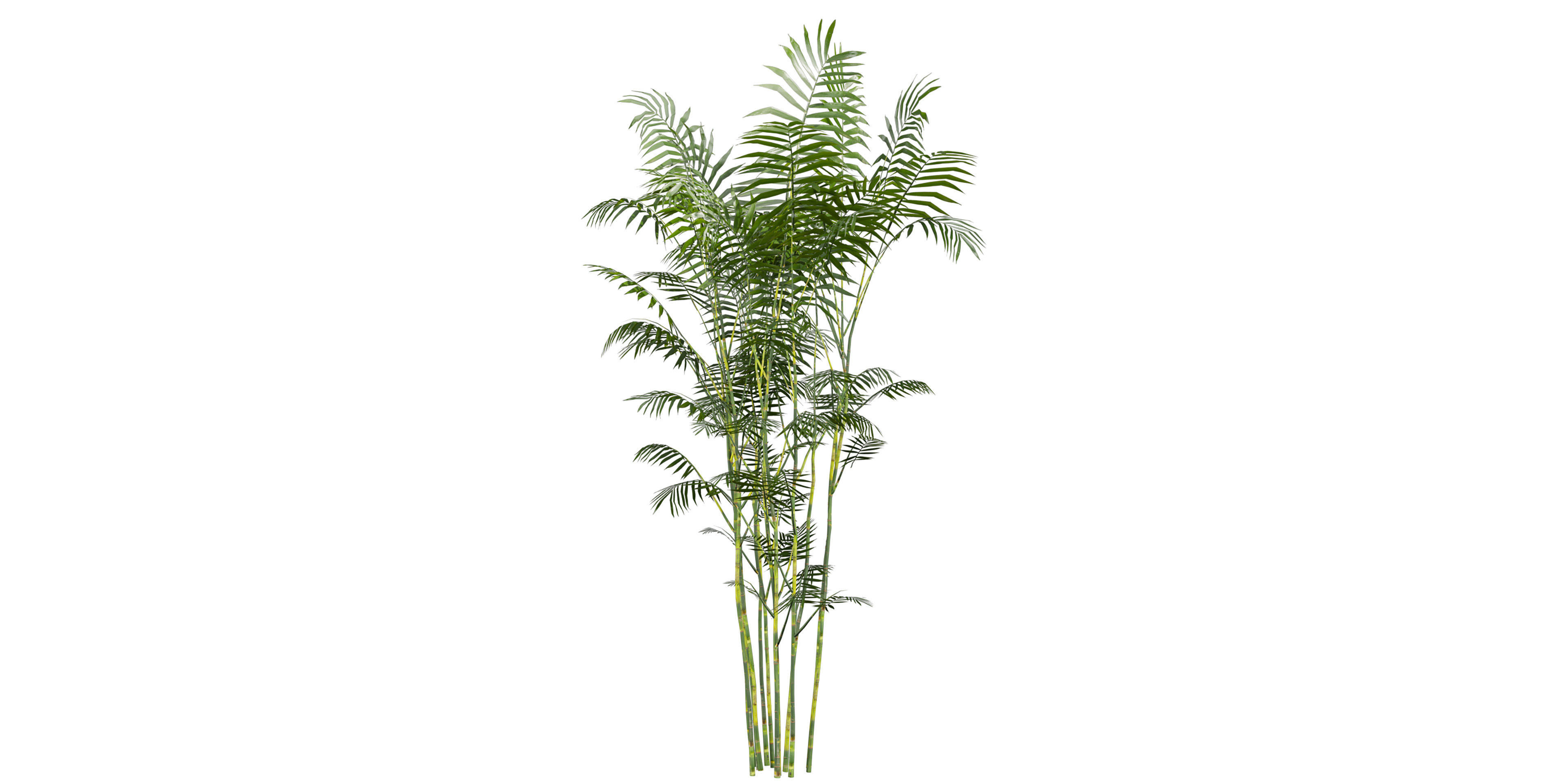 Collection plant vol 567 - Chamaedorea - Seifrizii - bamboo 3D model_7