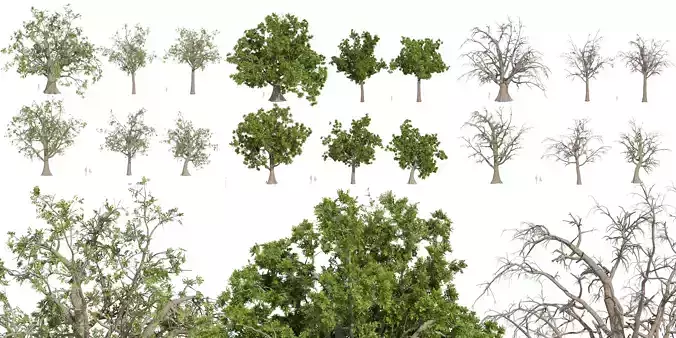 Collection plant vol 566 - Sclerocarya - Birrea