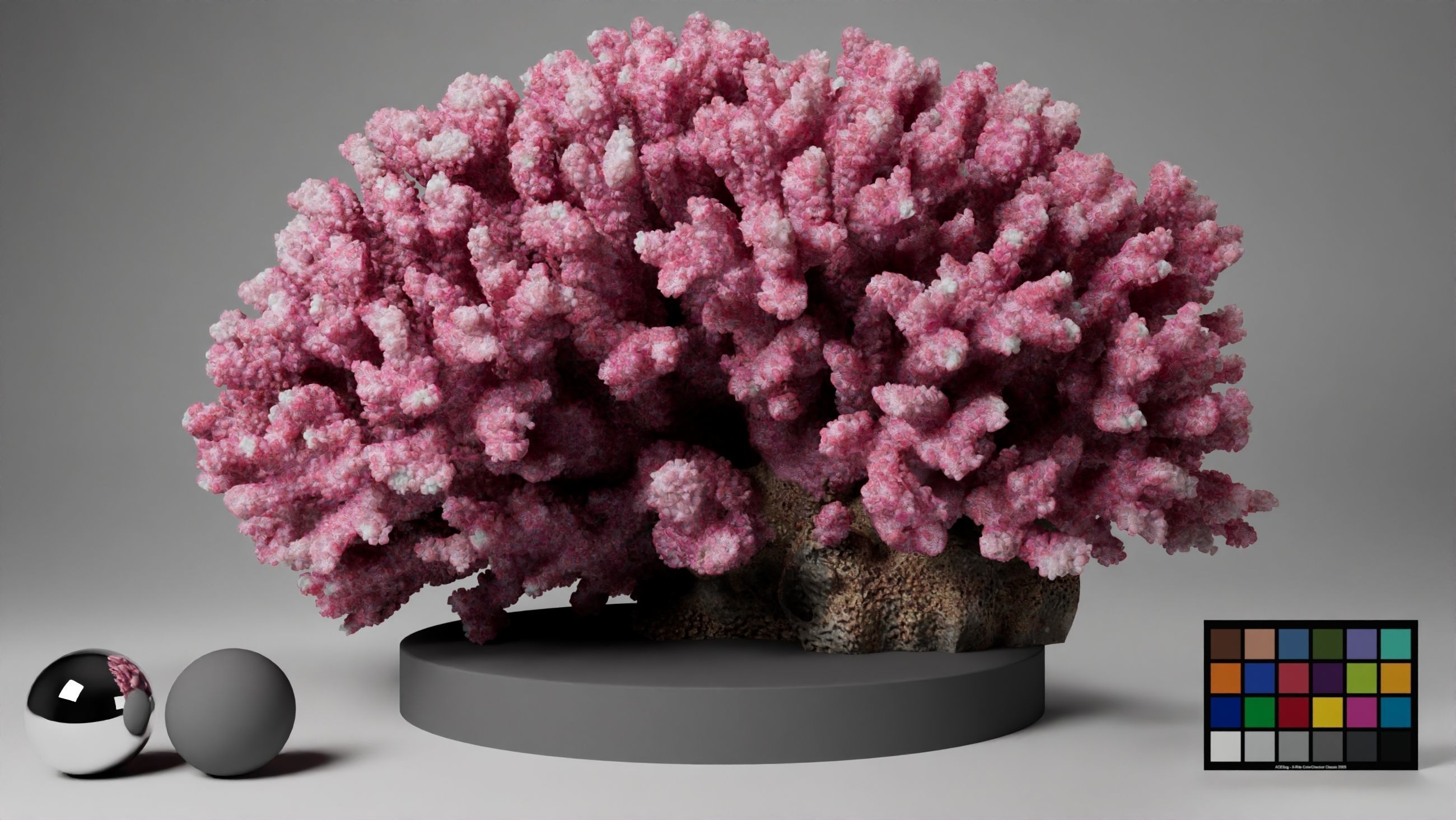HQ Assets Coral Seriatopora HystrixAB Arnold 3D model_5