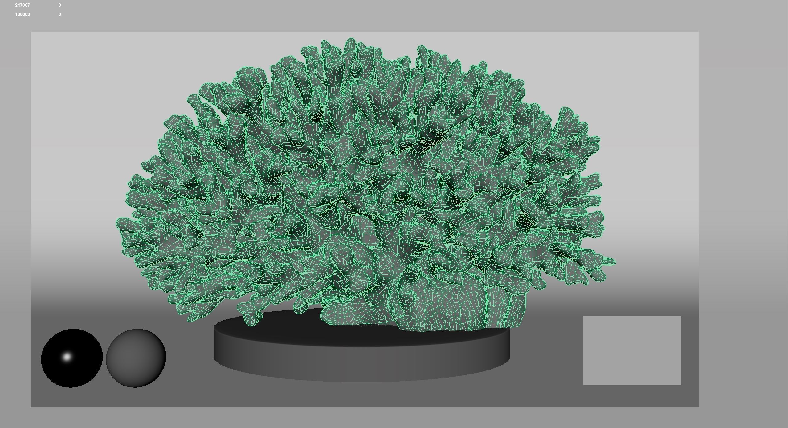 HQ Assets Coral Seriatopora HystrixAB Arnold 3D model_13