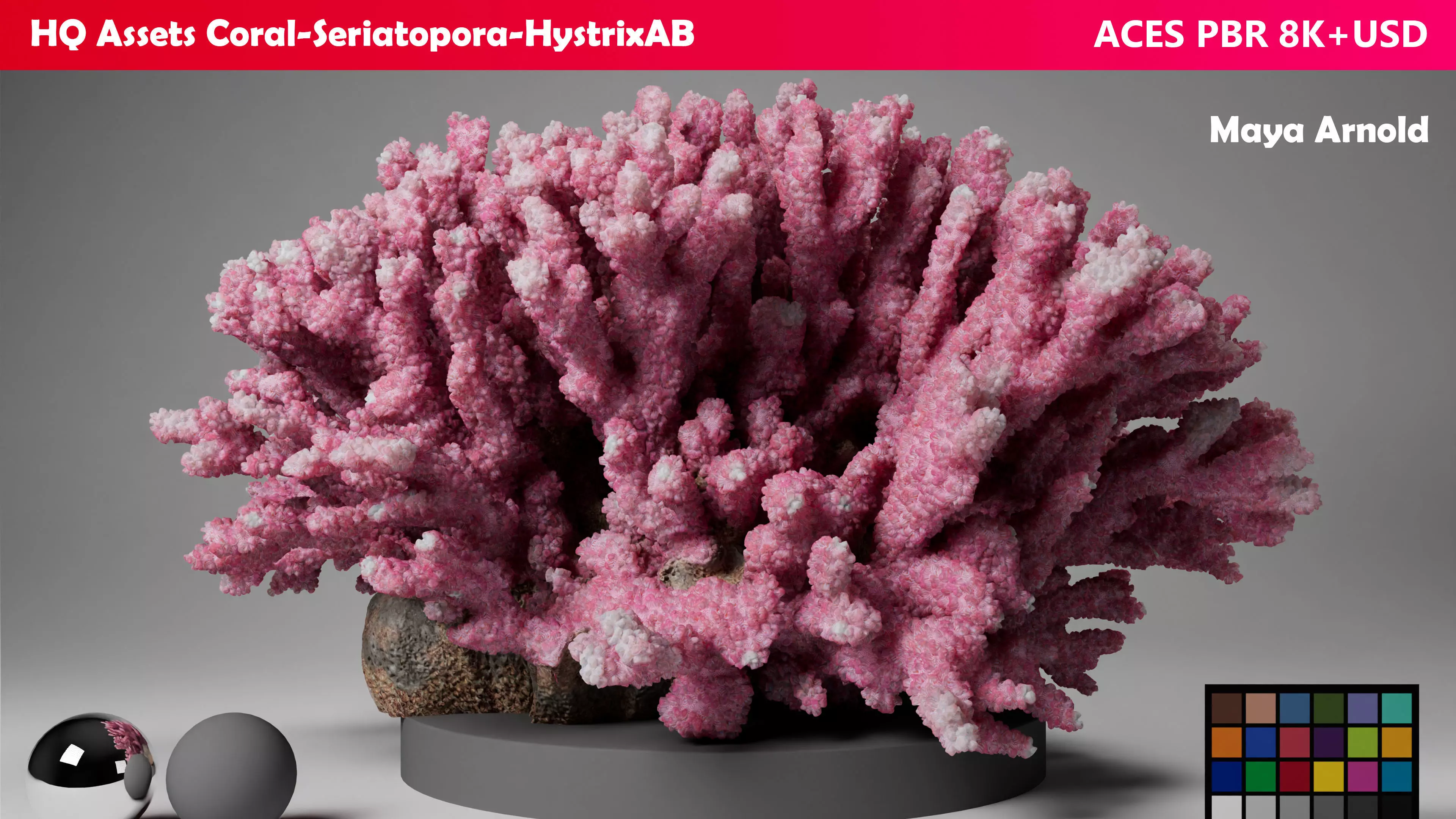HQ Assets Coral Seriatopora HystrixAB Arnold 3D model_0