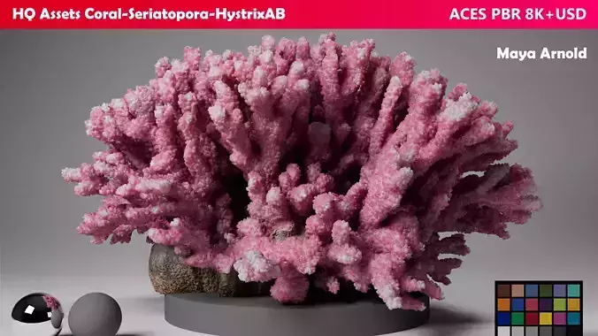 HQ Assets Coral Seriatopora HystrixAB Arnold 3D model