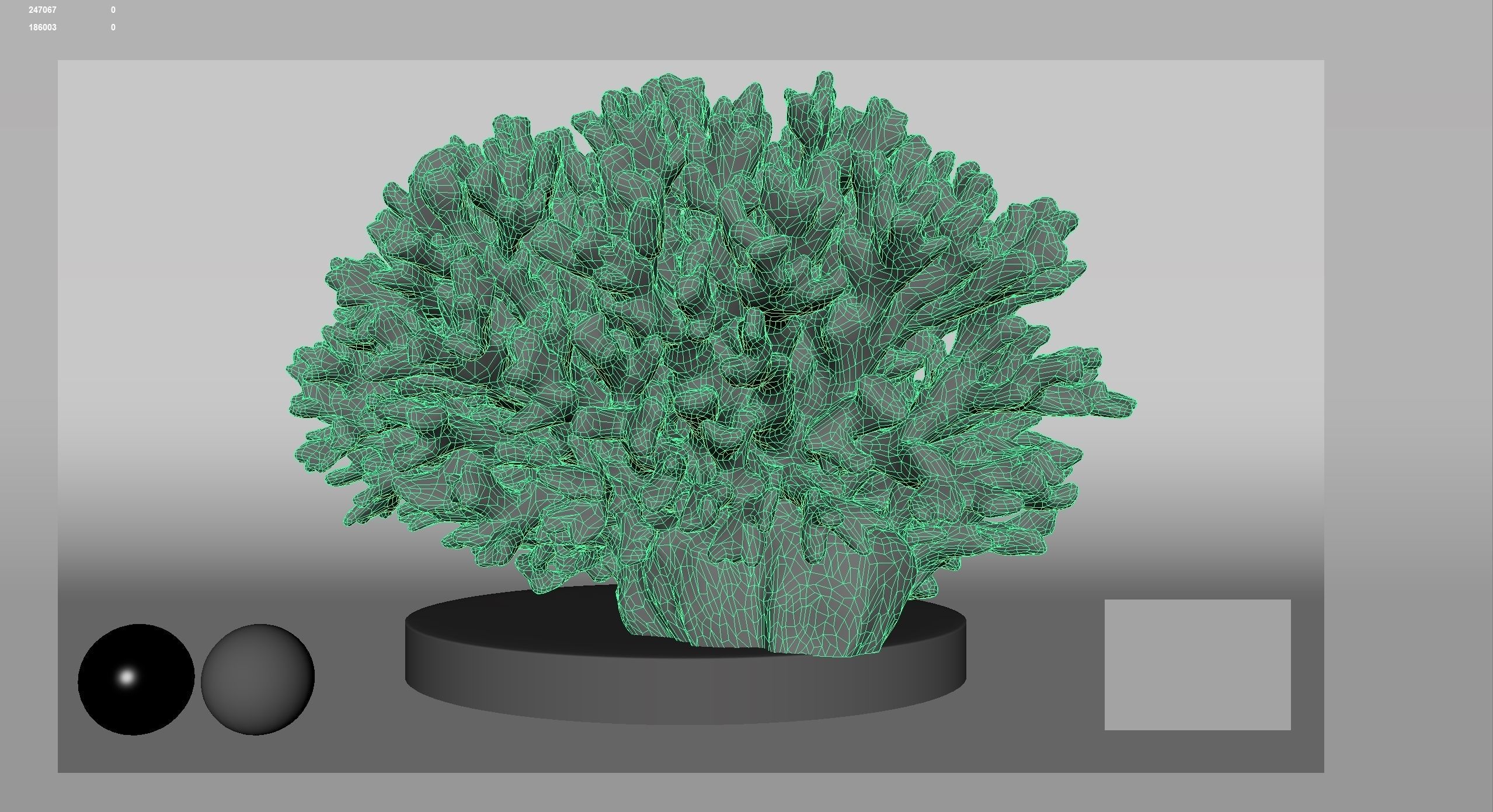 HQ Assets Coral Seriatopora HystrixAB Arnold 3D model_12