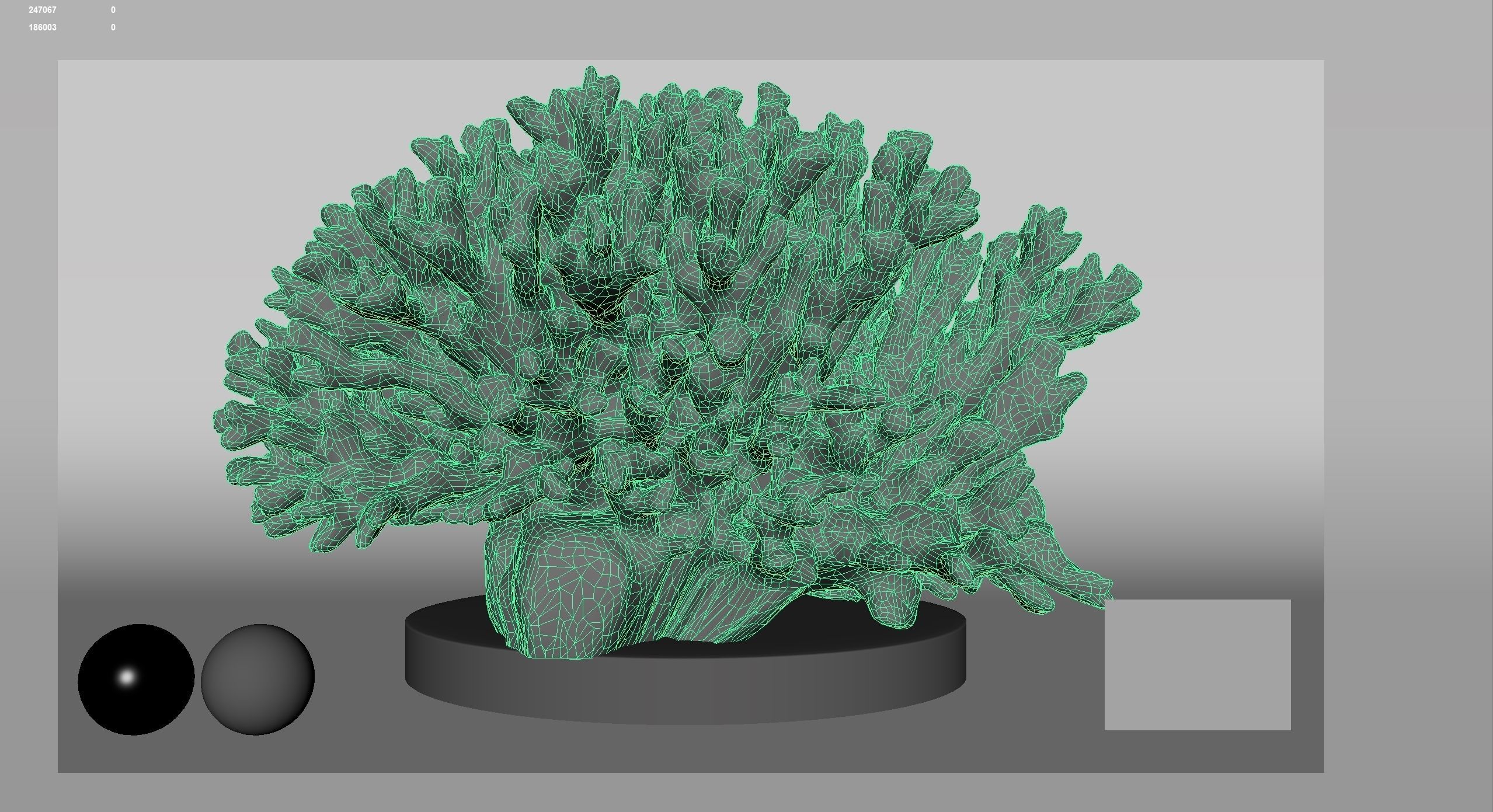 HQ Assets Coral Seriatopora HystrixAB Arnold 3D model_11