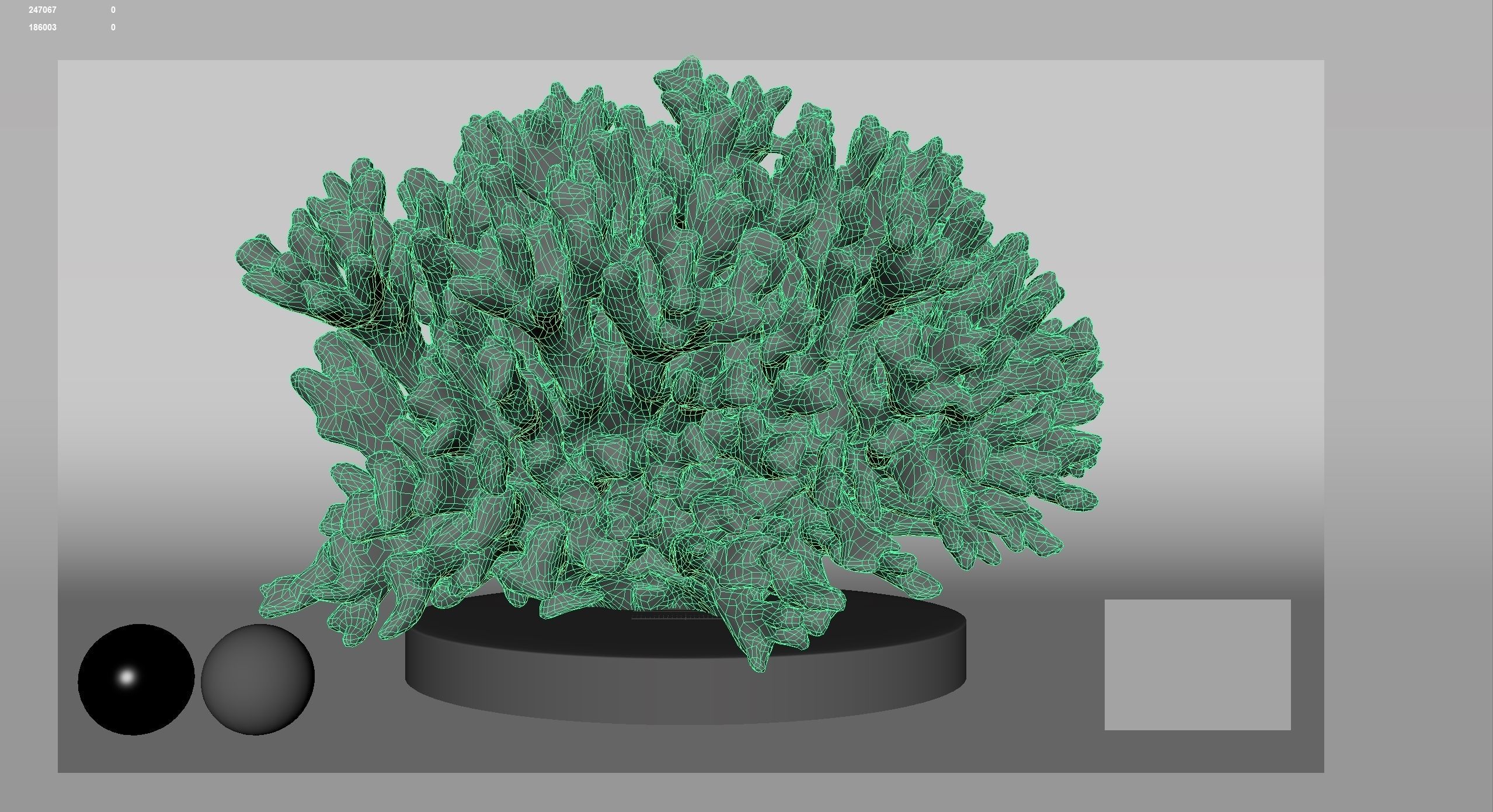 HQ Assets Coral Seriatopora HystrixAB Arnold 3D model_16