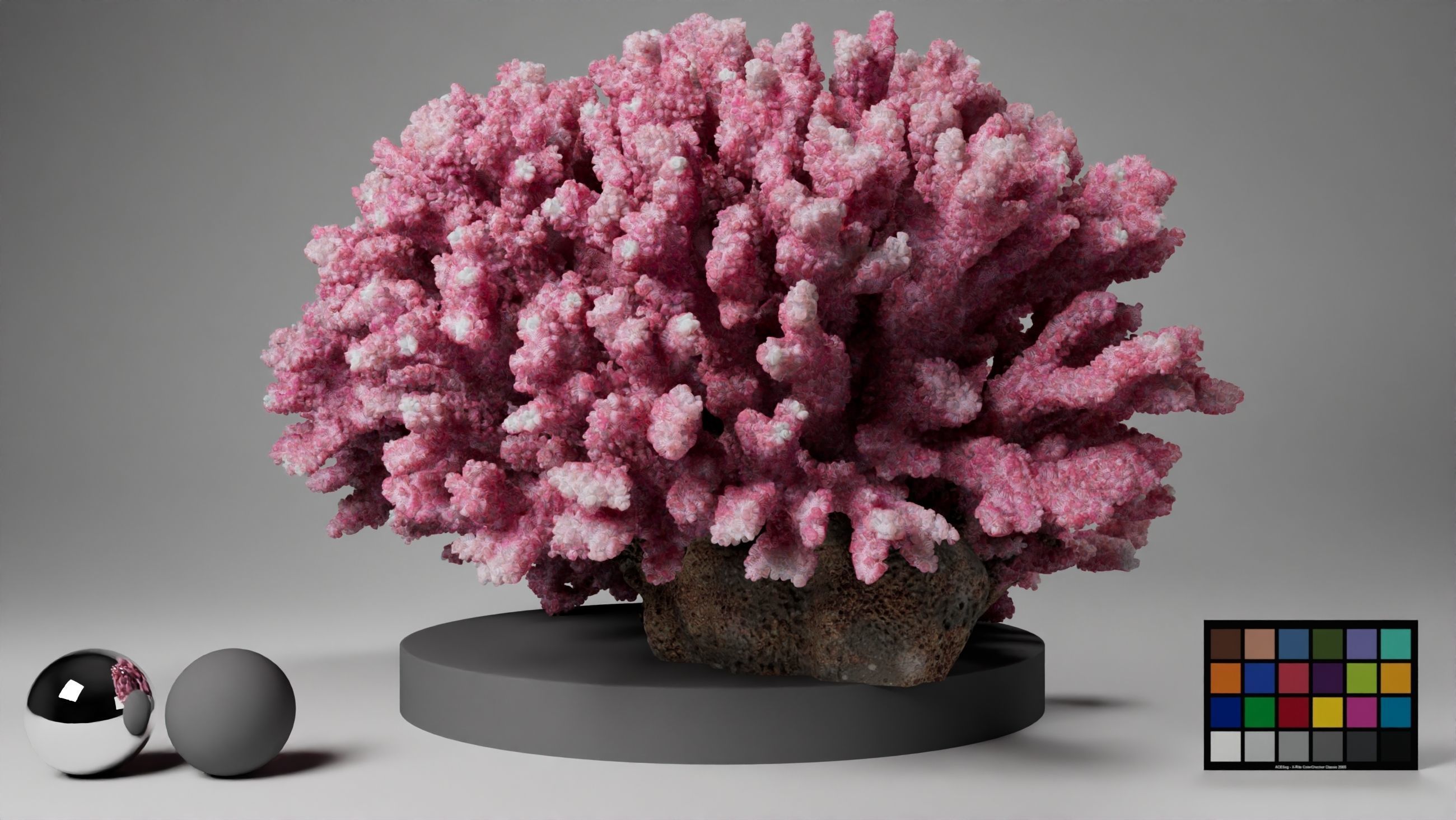 HQ Assets Coral Seriatopora HystrixAB Arnold 3D model_4