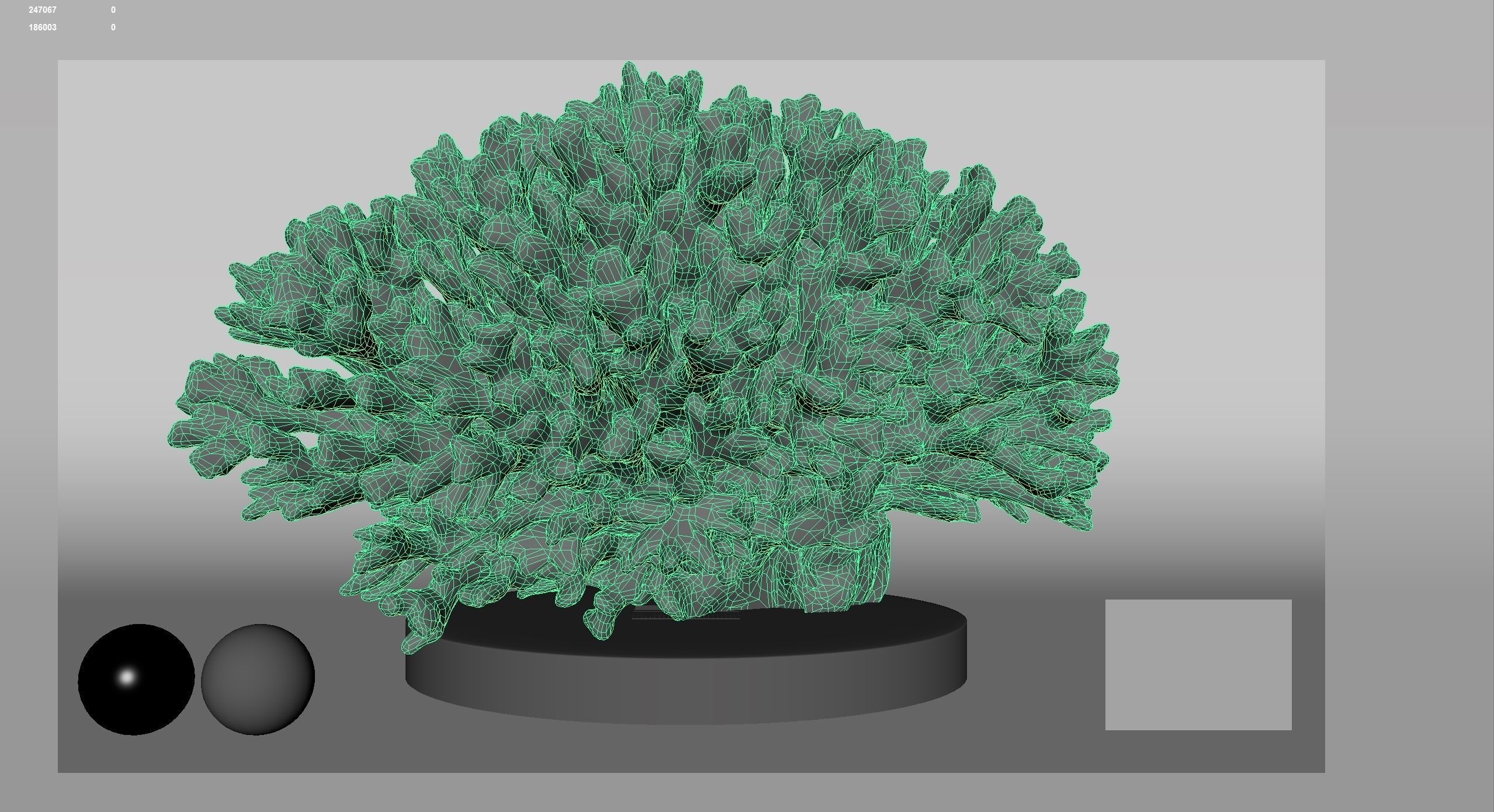 HQ Assets Coral Seriatopora HystrixAB Arnold 3D model_14