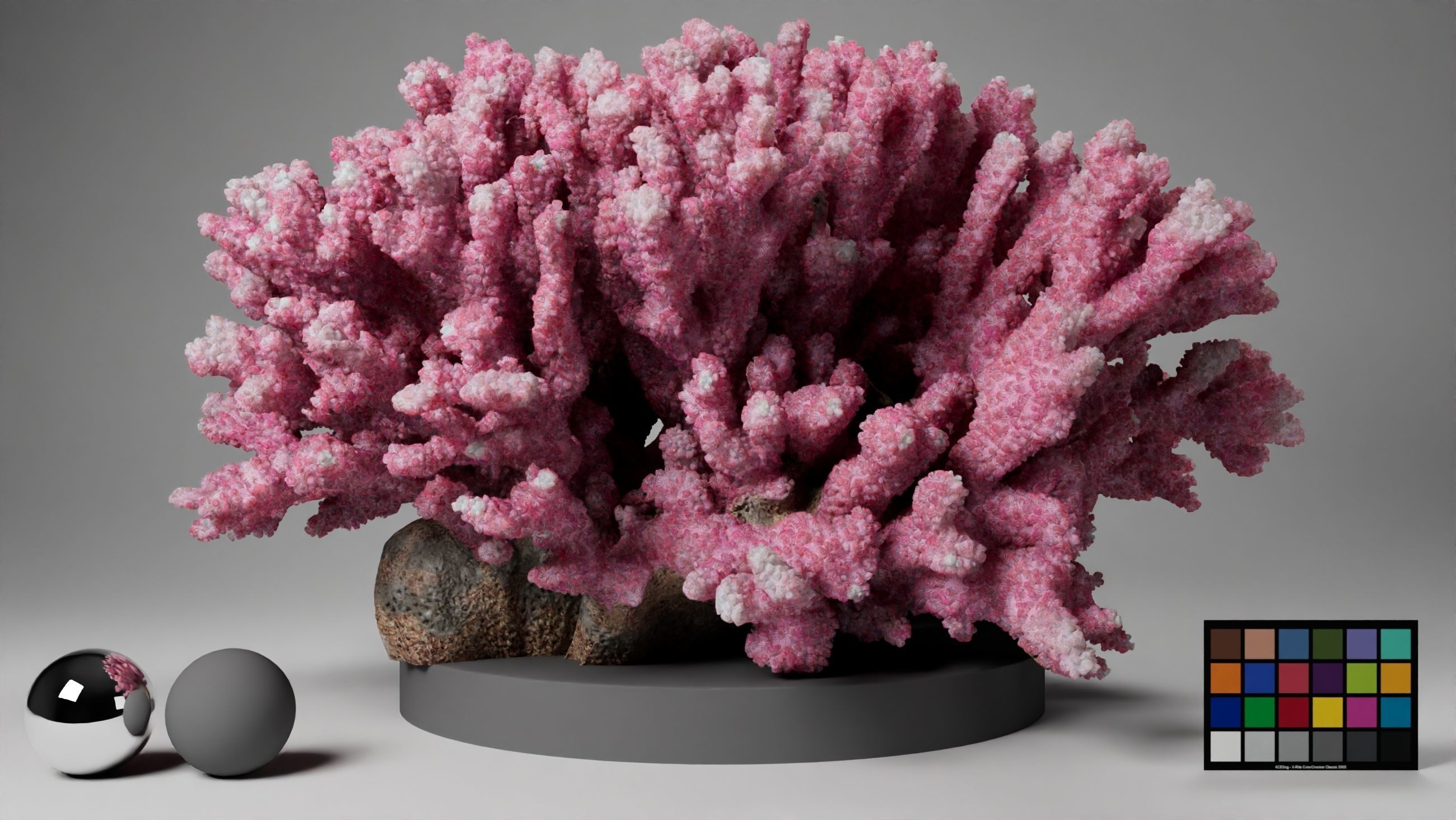 HQ Assets Coral Seriatopora HystrixAB Arnold 3D model_2
