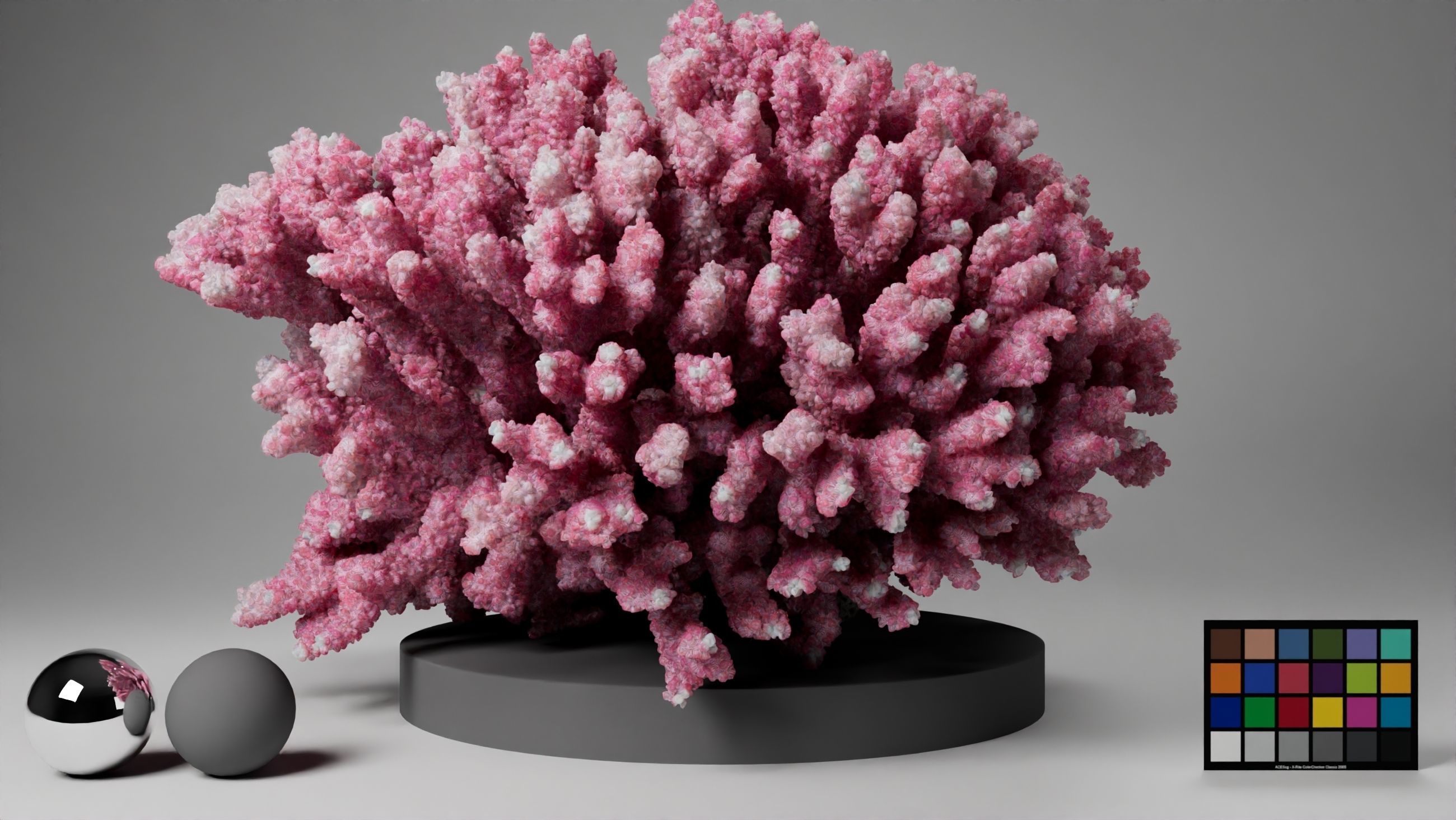 HQ Assets Coral Seriatopora HystrixAB Arnold 3D model_7