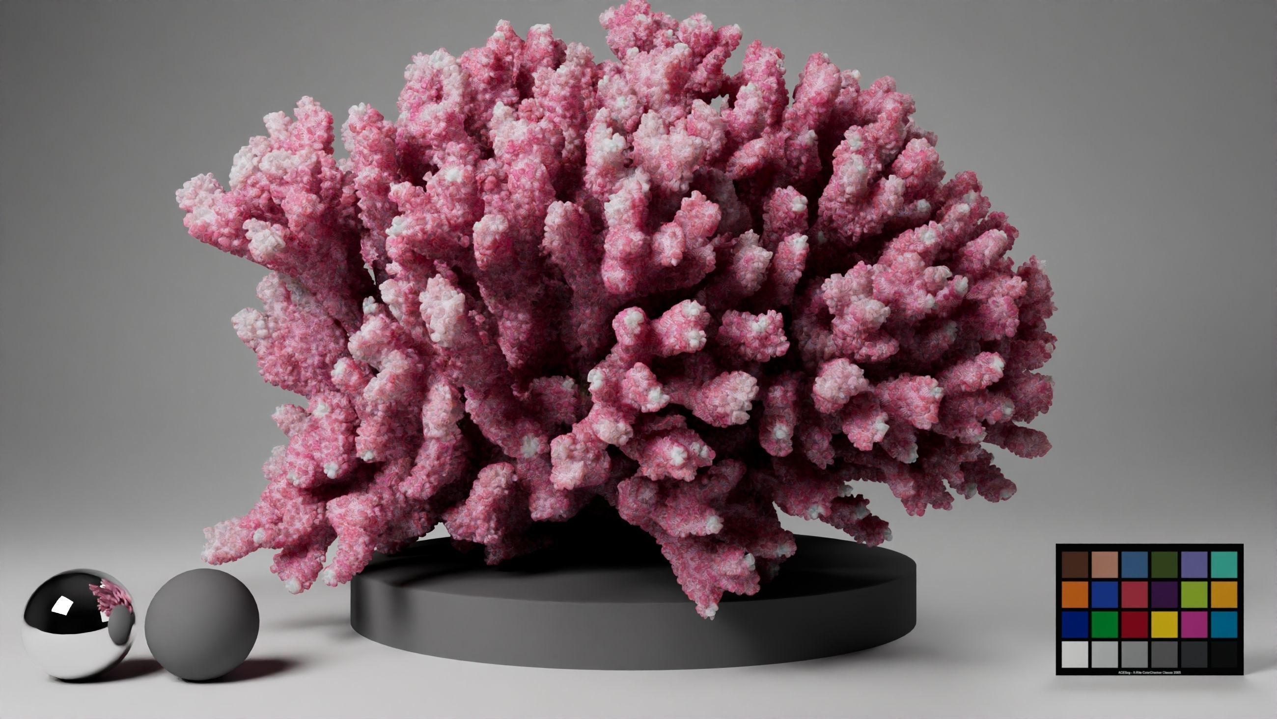 HQ Assets Coral Seriatopora HystrixAB Arnold 3D model_8