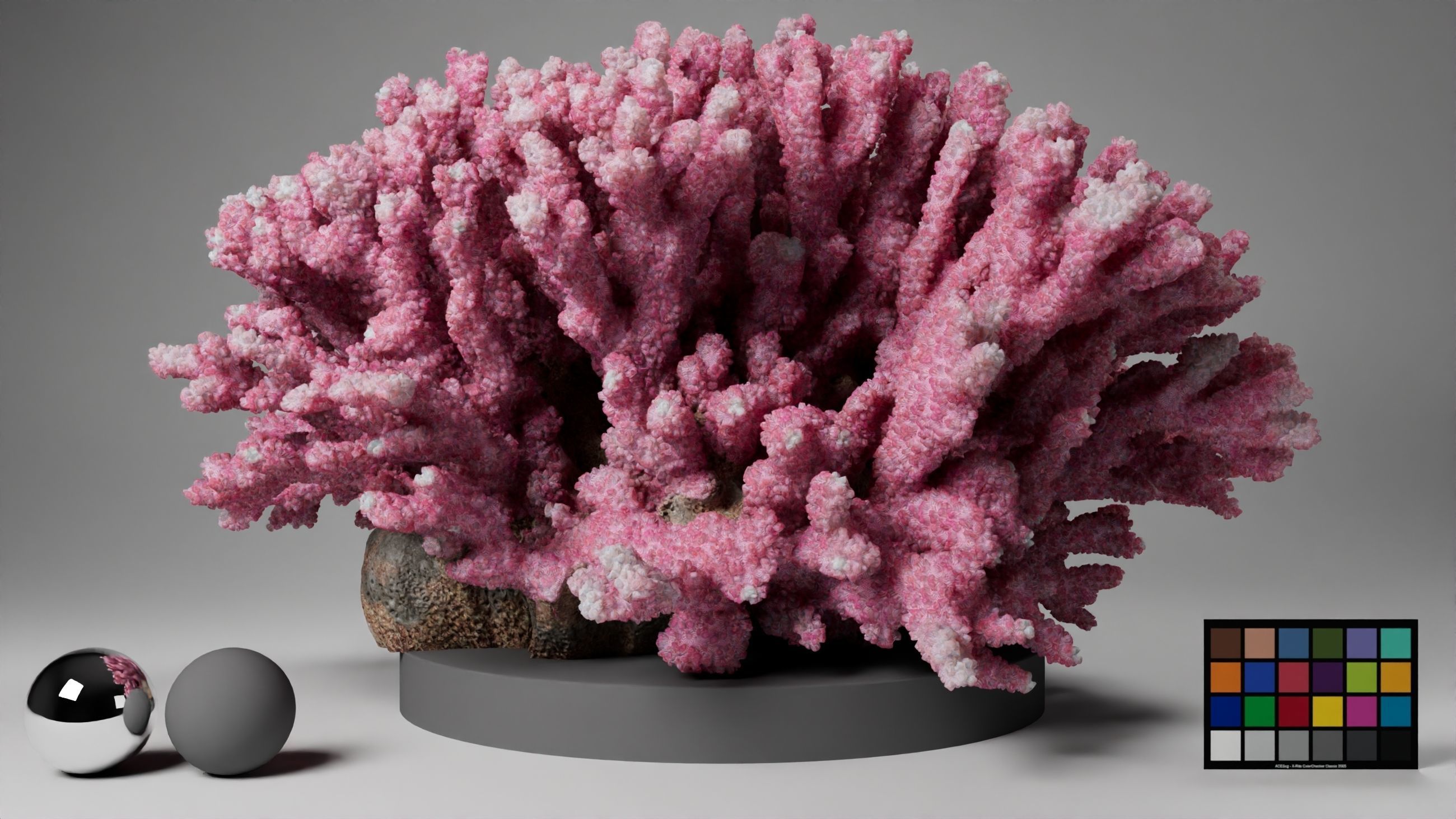 HQ Assets Coral Seriatopora HystrixAB Arnold 3D model_1