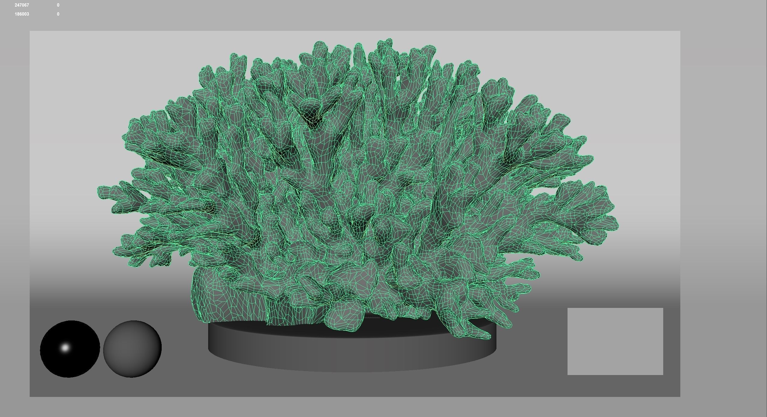 HQ Assets Coral Seriatopora HystrixAB Arnold 3D model_9