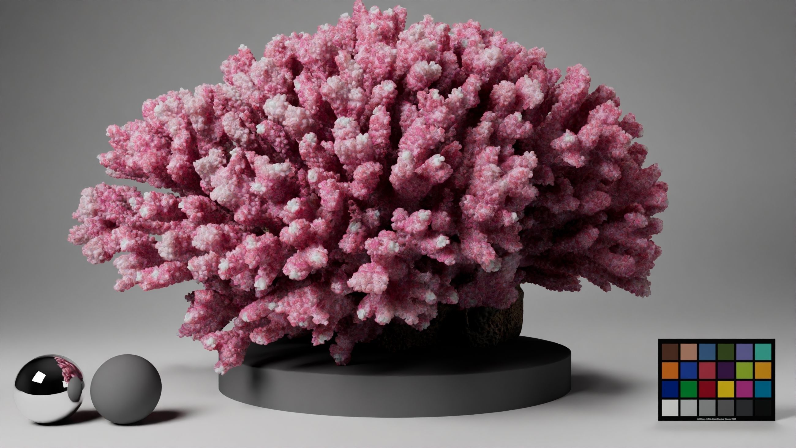 HQ Assets Coral Seriatopora HystrixAB Arnold 3D model_6