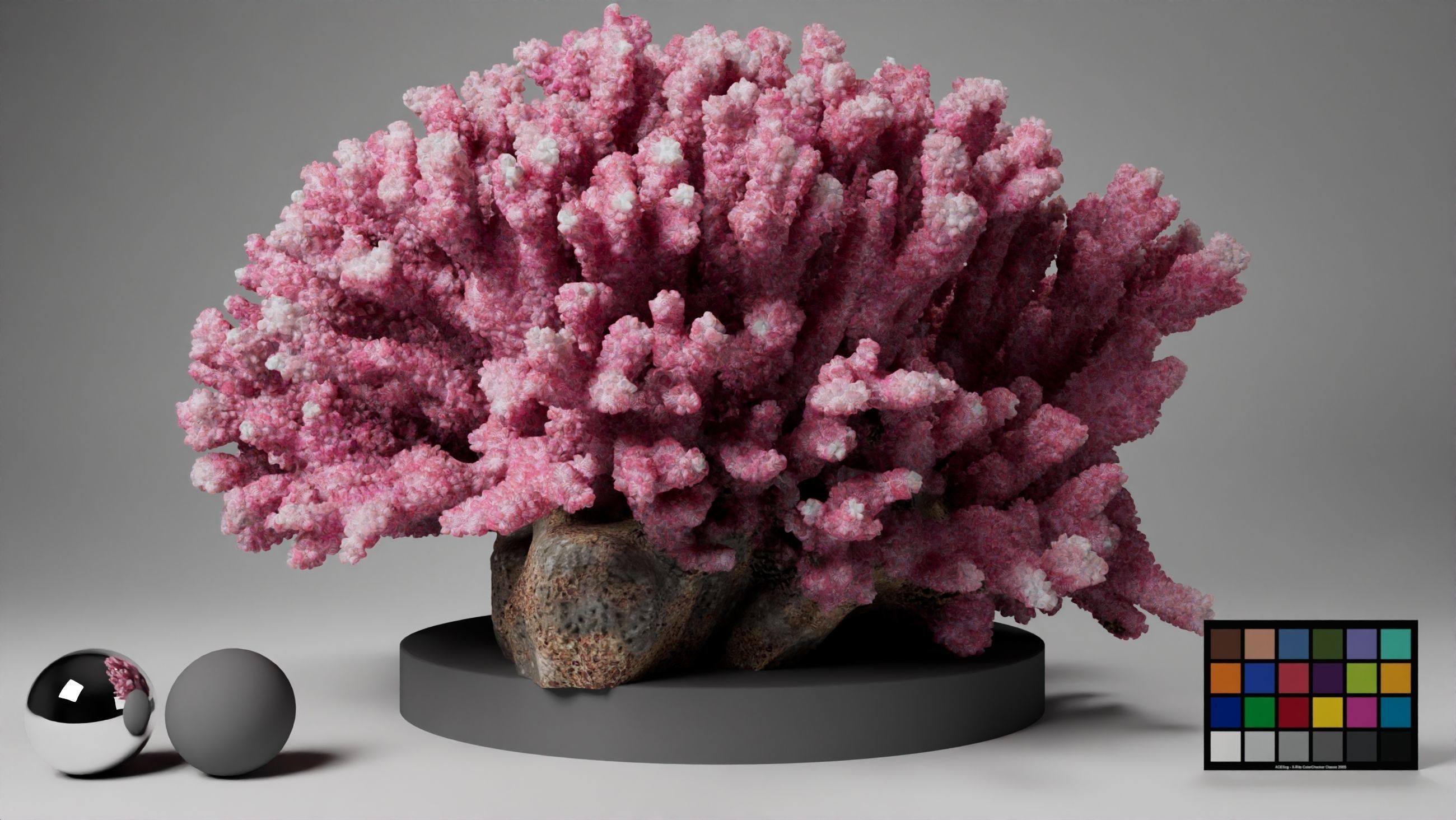 HQ Assets Coral Seriatopora HystrixAB Arnold 3D model_3
