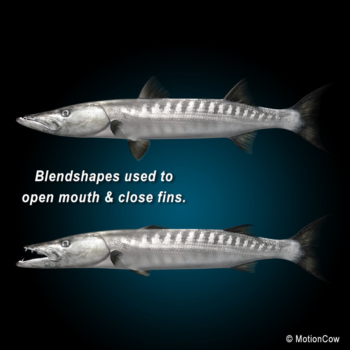 Barracuda 3D model_6