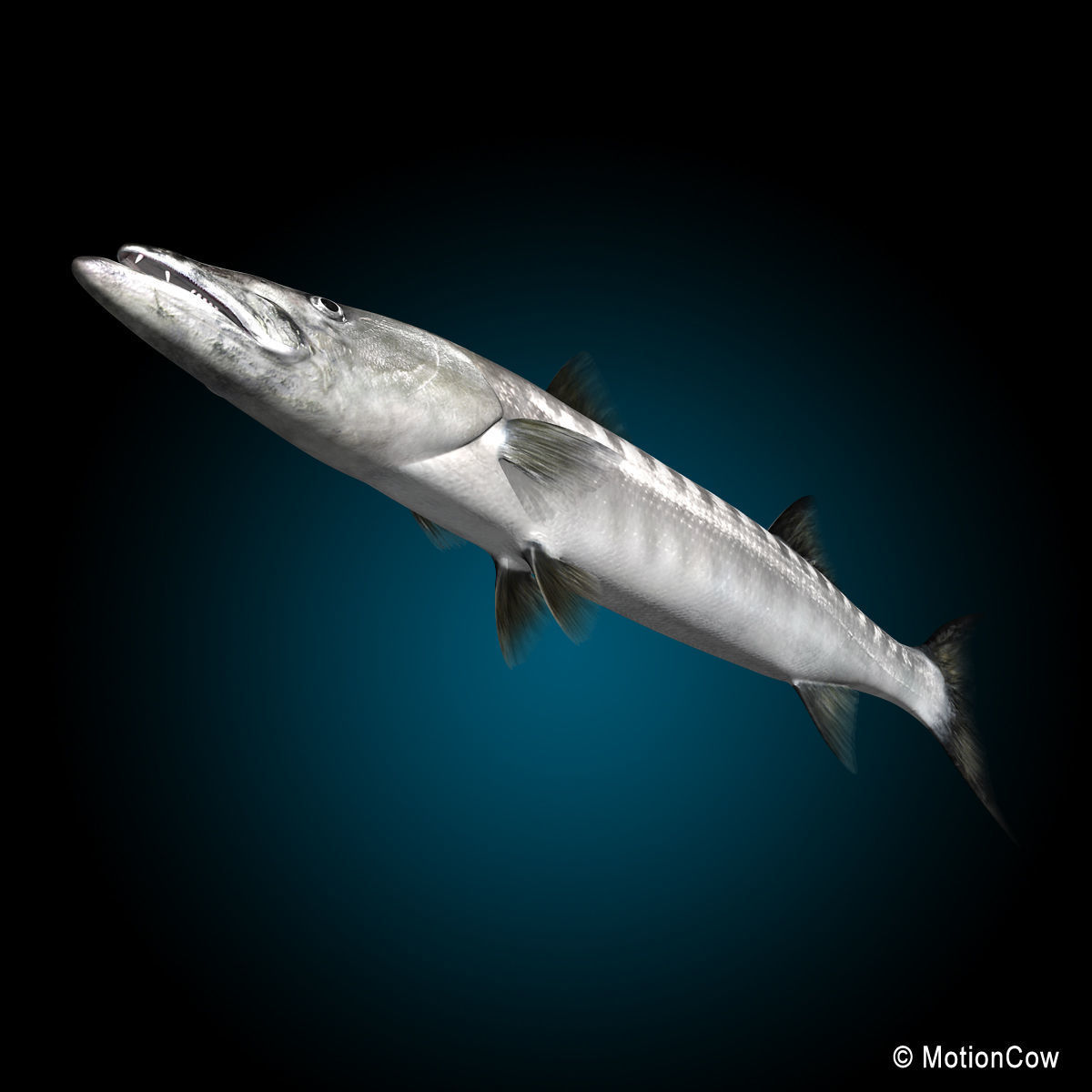 Barracuda 3D model_11