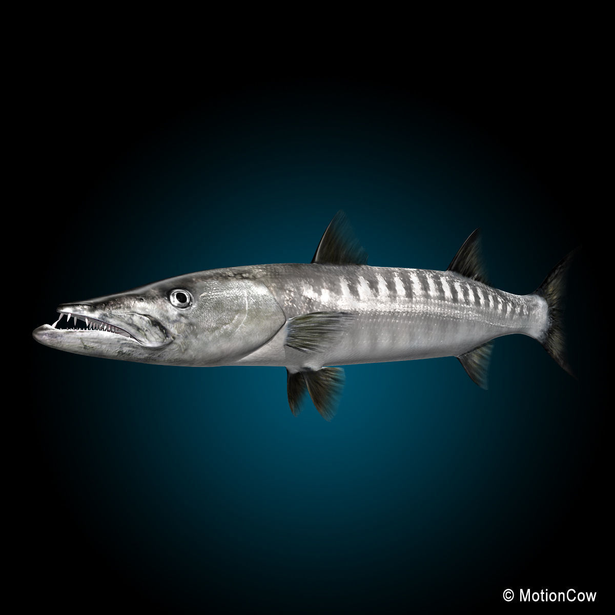 Barracuda 3D model_3