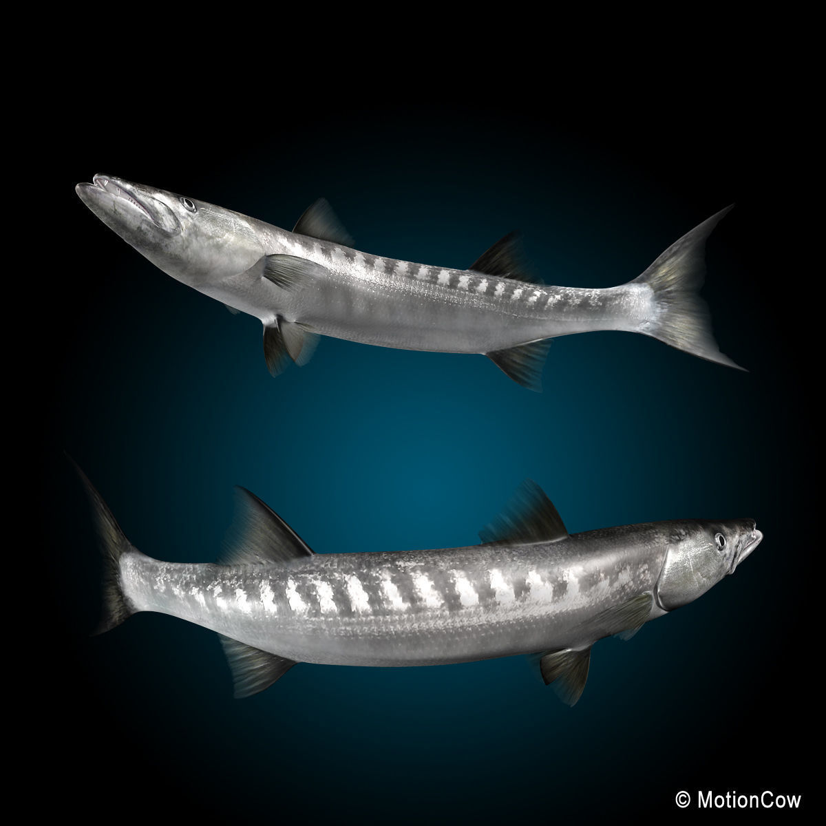Barracuda 3D model_10