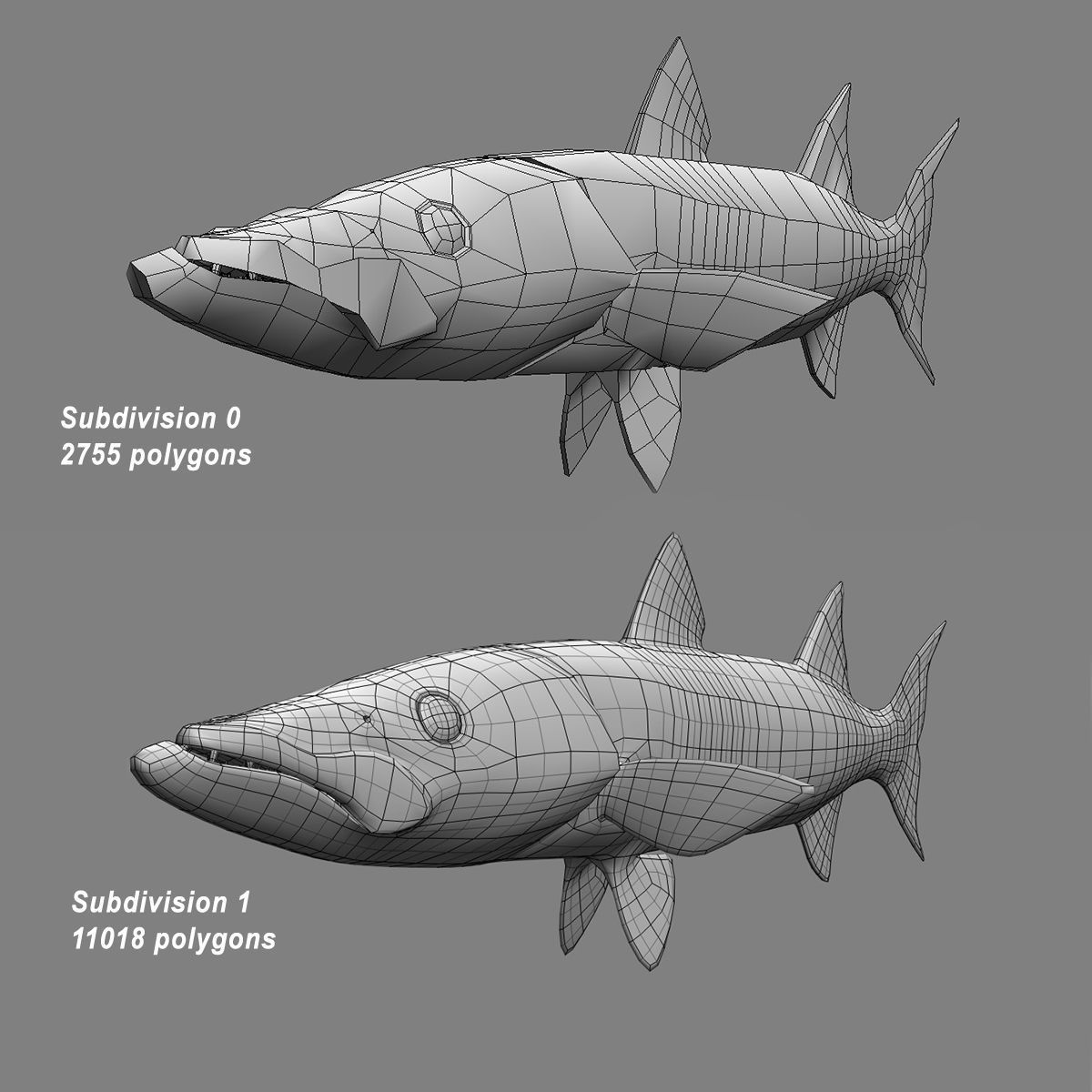 Barracuda 3D model_15