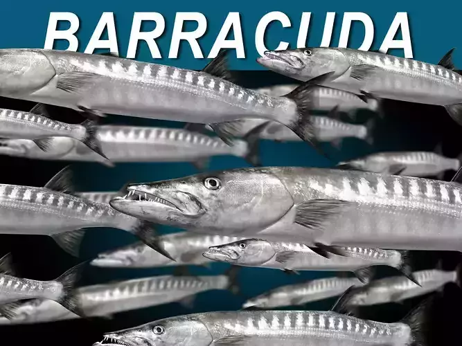 Barracuda 3D model