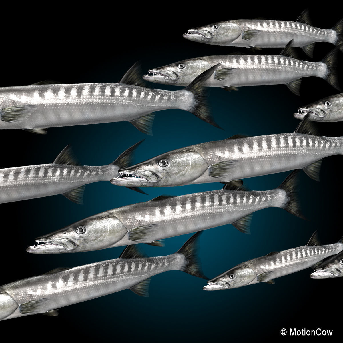 Barracuda 3D model_9