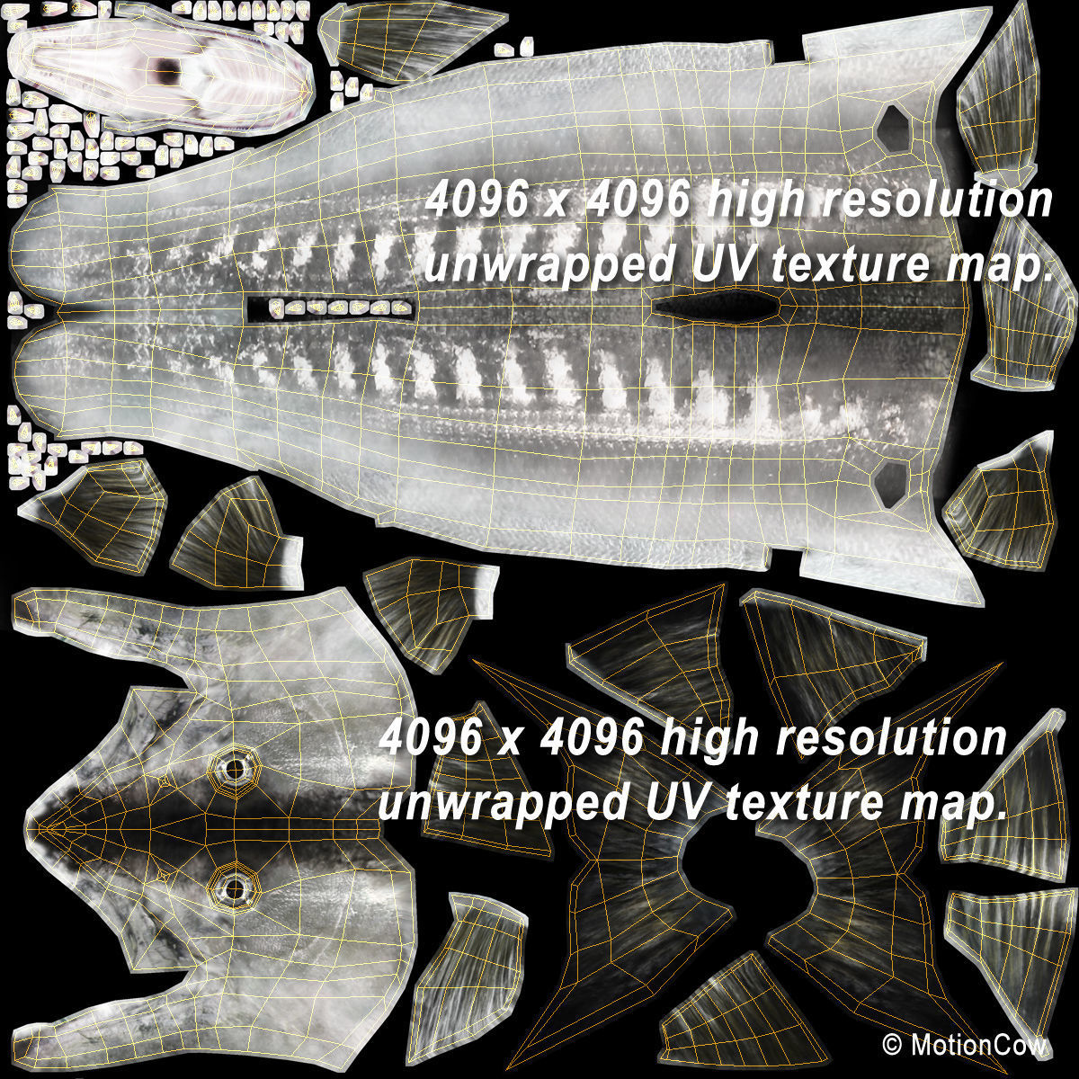 Barracuda 3D model_18