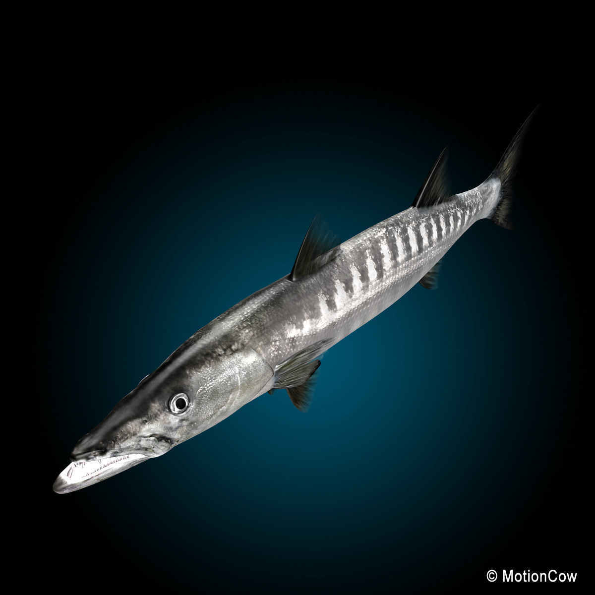 Barracuda 3D model_12