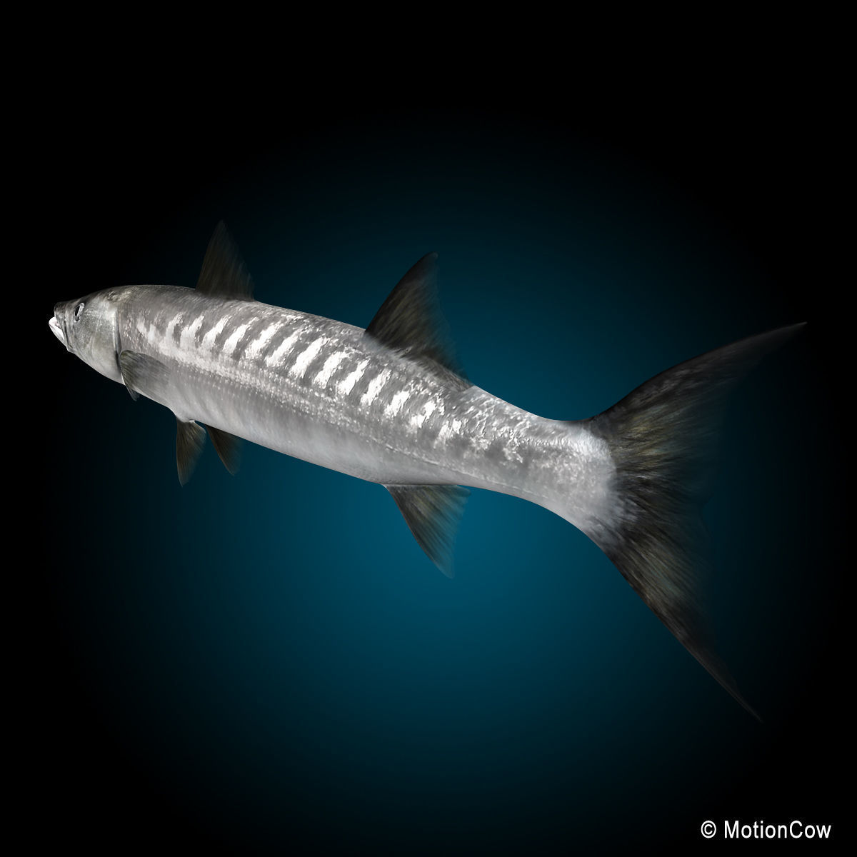 Barracuda 3D model_5