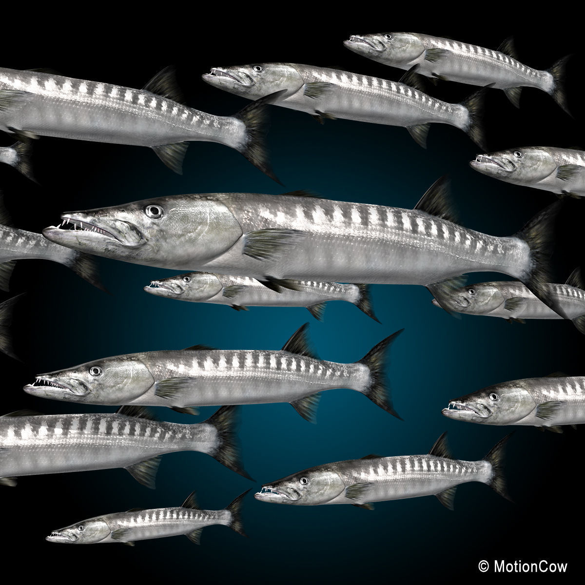 Barracuda 3D model_8