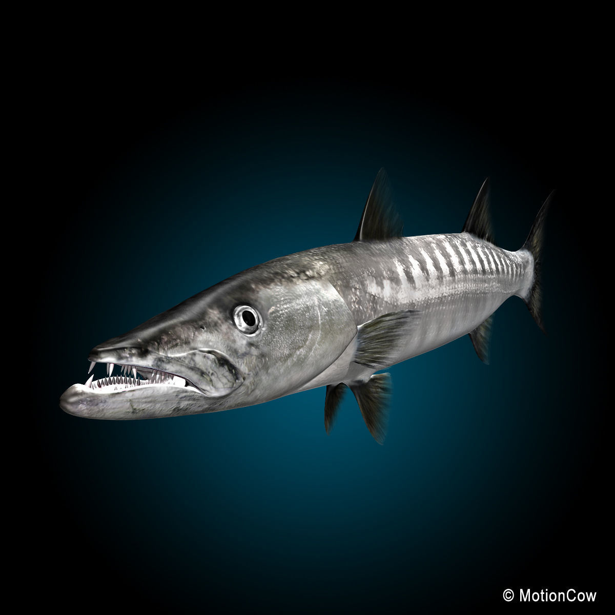 Barracuda 3D model_4