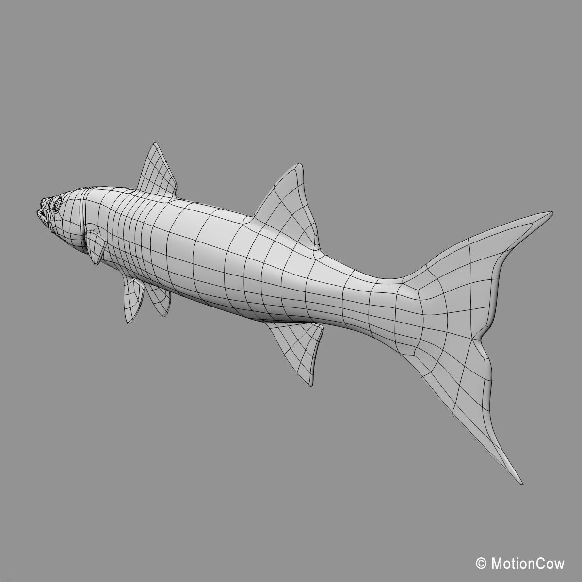 Barracuda 3D model_16