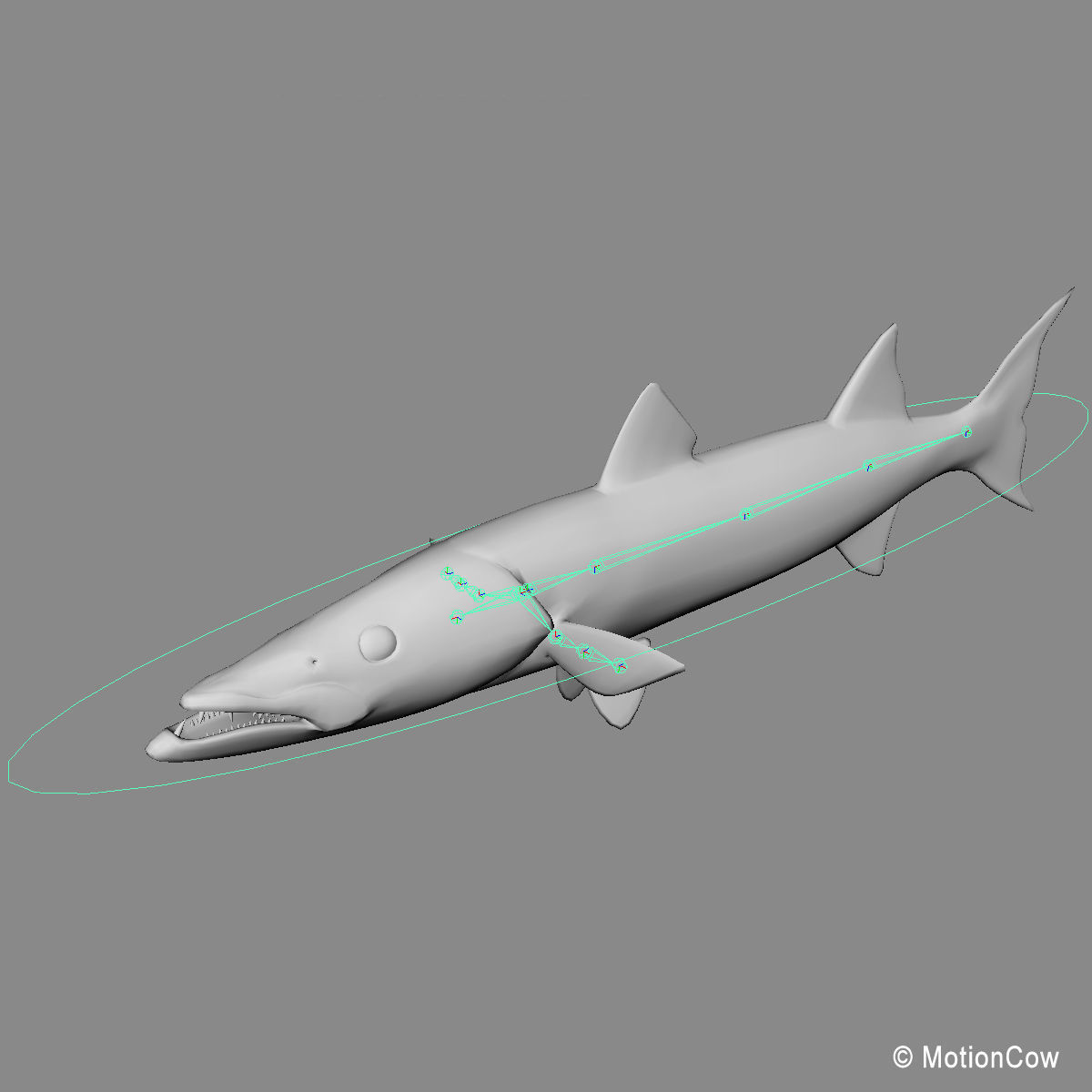 Barracuda 3D model_13