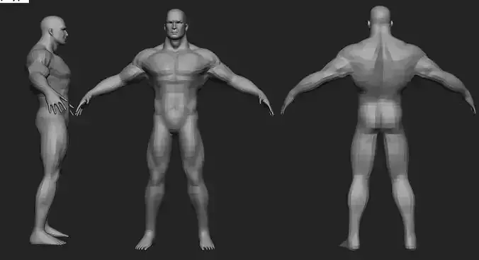 Muscular Man Base Anatomically Correct
