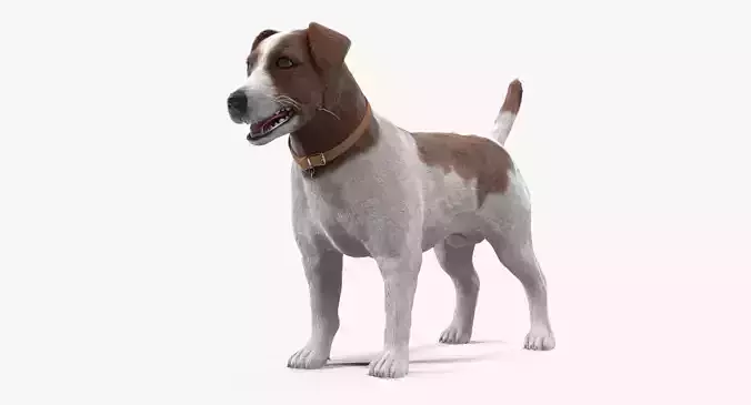 Jack Russell Low-poly 3D model