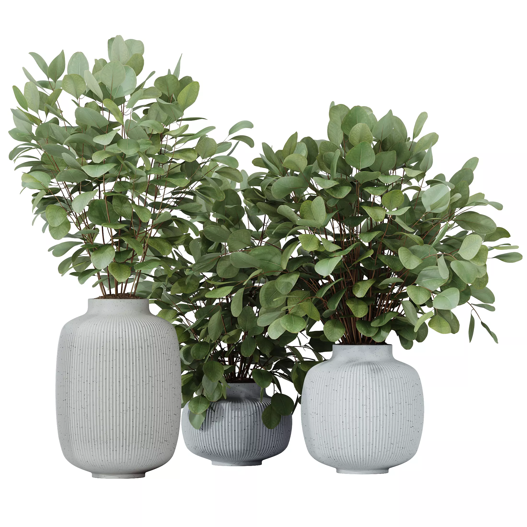Branche Decorative Foliage Dollar Authentic Eucalyptus Bouquet 3D model_0