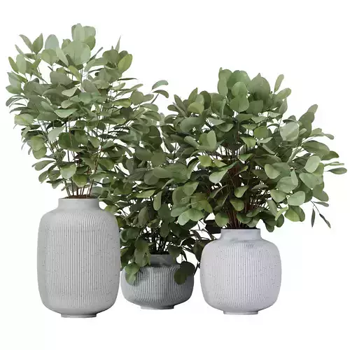 Branche Decorative Foliage Dollar Authentic Eucalyptus Bouquet 3D model