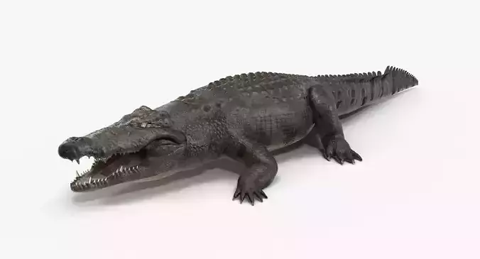 Large Nile Crocodile Low-poly 3D model